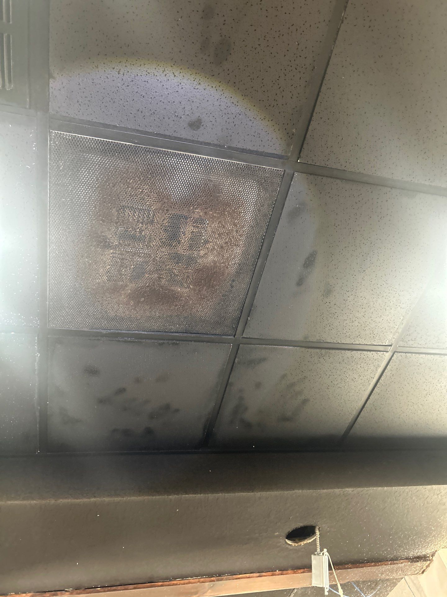 Commercial Building Mold Removal In Clearwater by Ampm Restoration Services