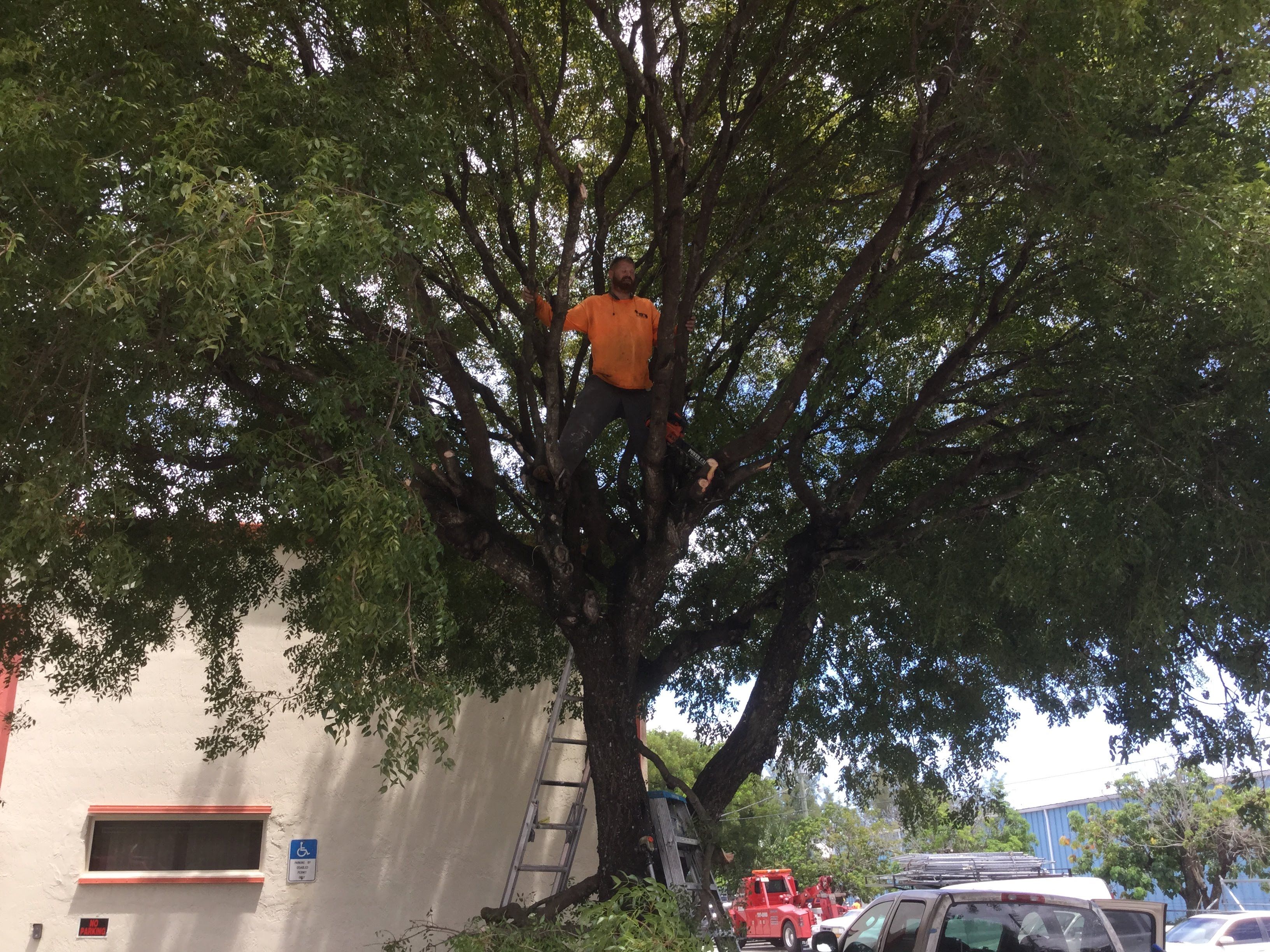 Commercial Tree Trimming & Debris Removal by
M.A.B. Landscaping & Property Maintenance