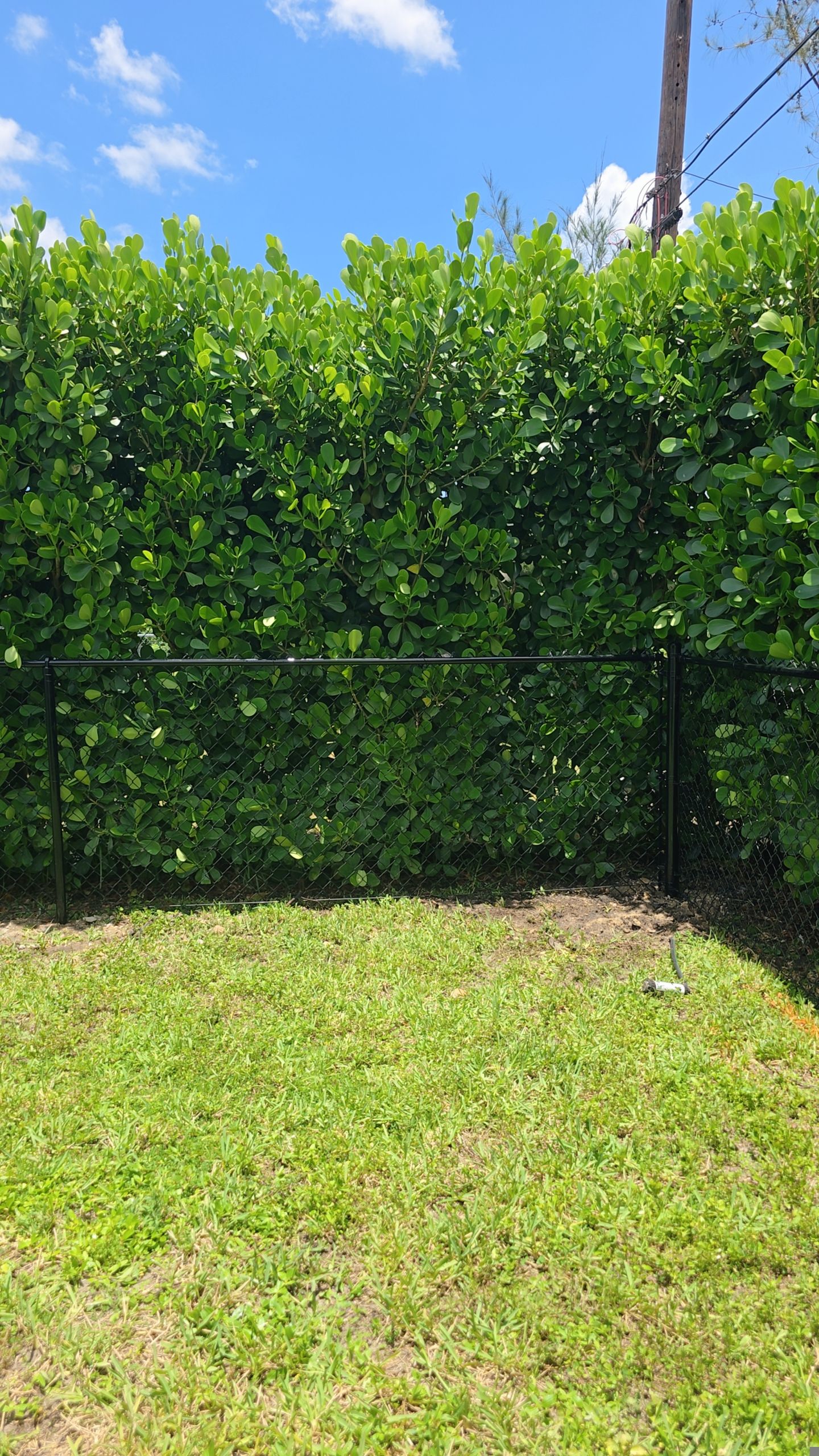 Residential Chain Link Fence Repair and Vinyl Privacy Gate Installation in Naples by True Fence LLC