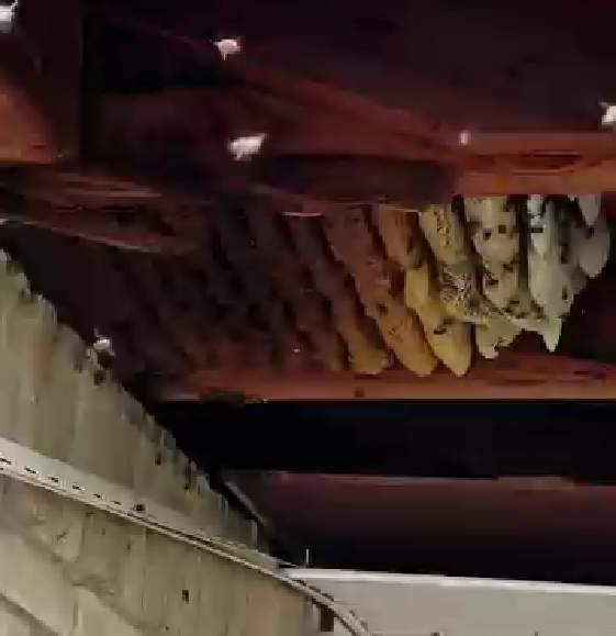 First of 2025 by Rockwall Honey Bee Company