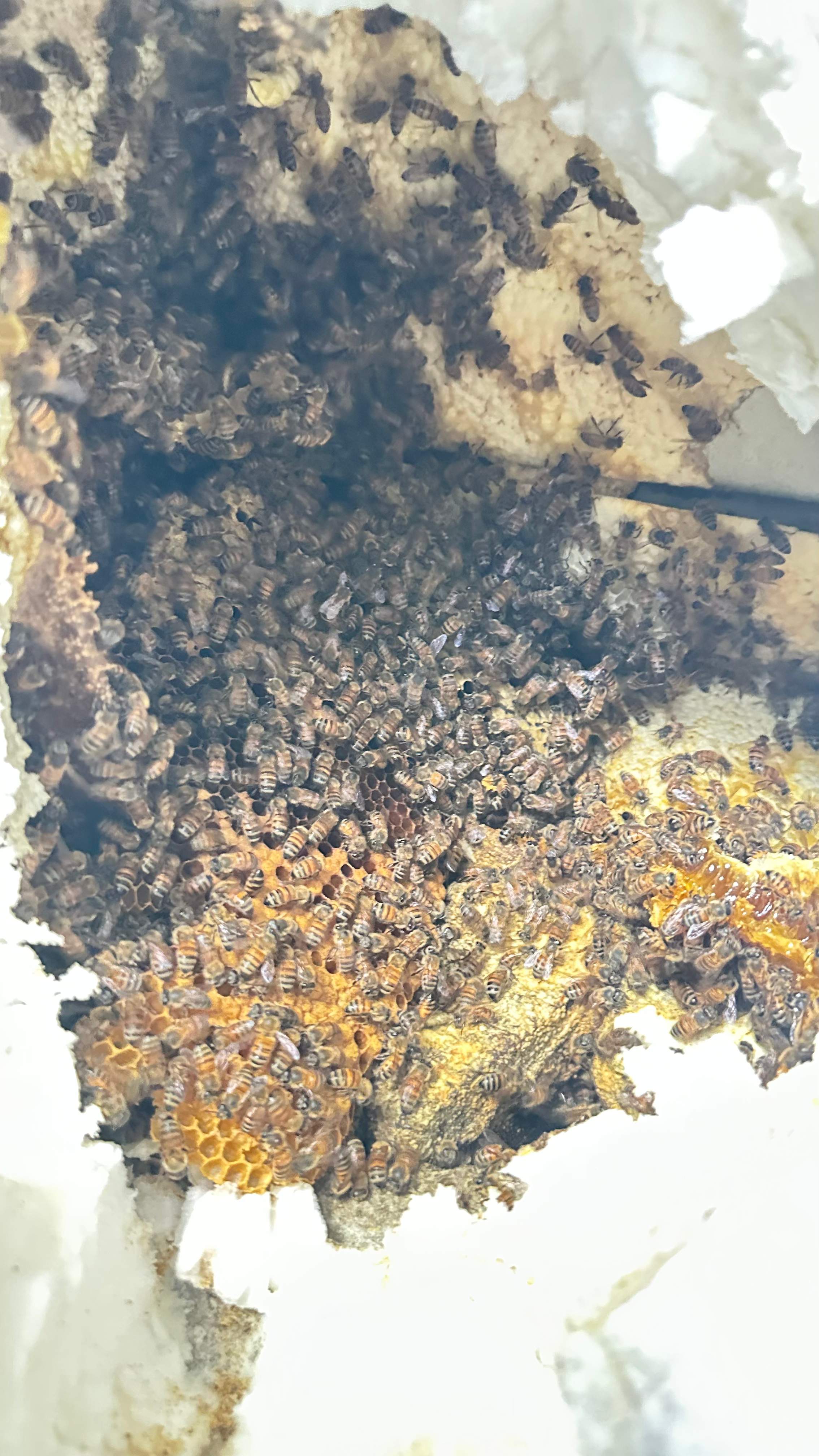 Art Gallery by Rockwall Honey Bee Company