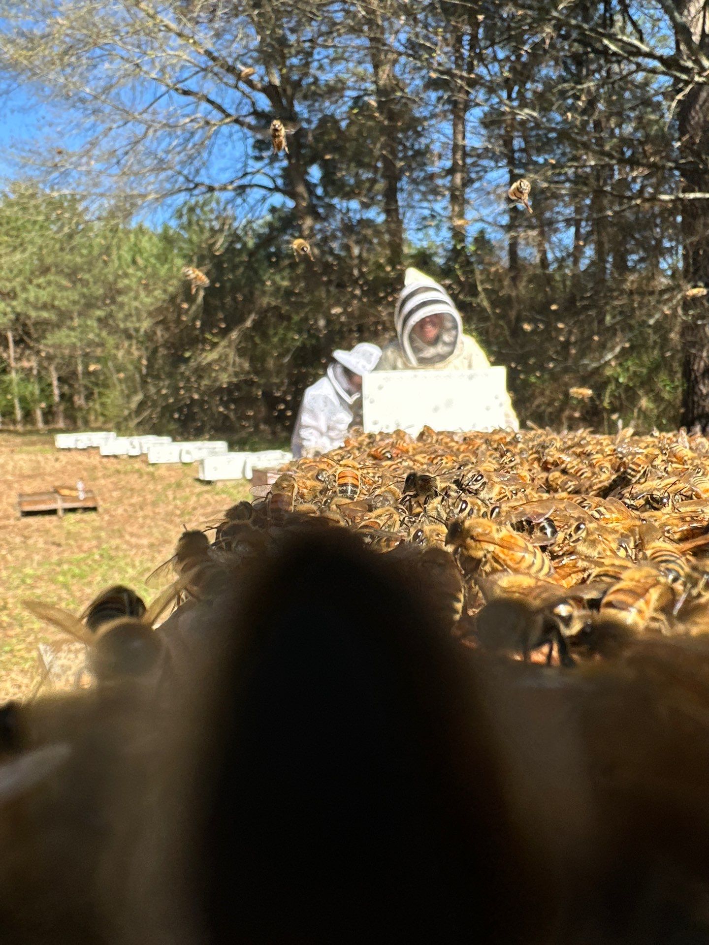 Tree Farm Apiary by Rockwall Honey Bee Company