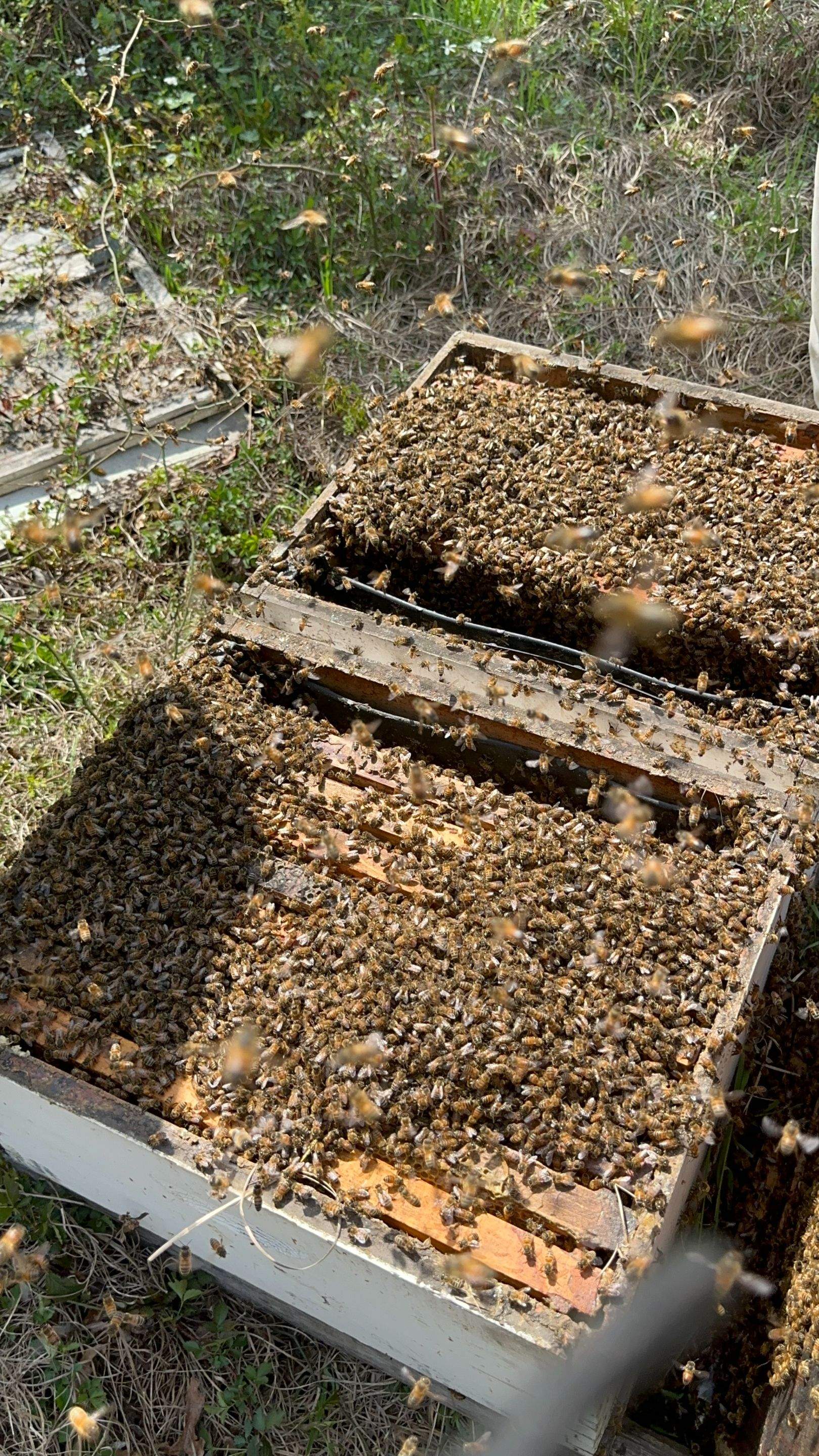 BeeGirl ETX HQ by Rockwall Honey Bee Company