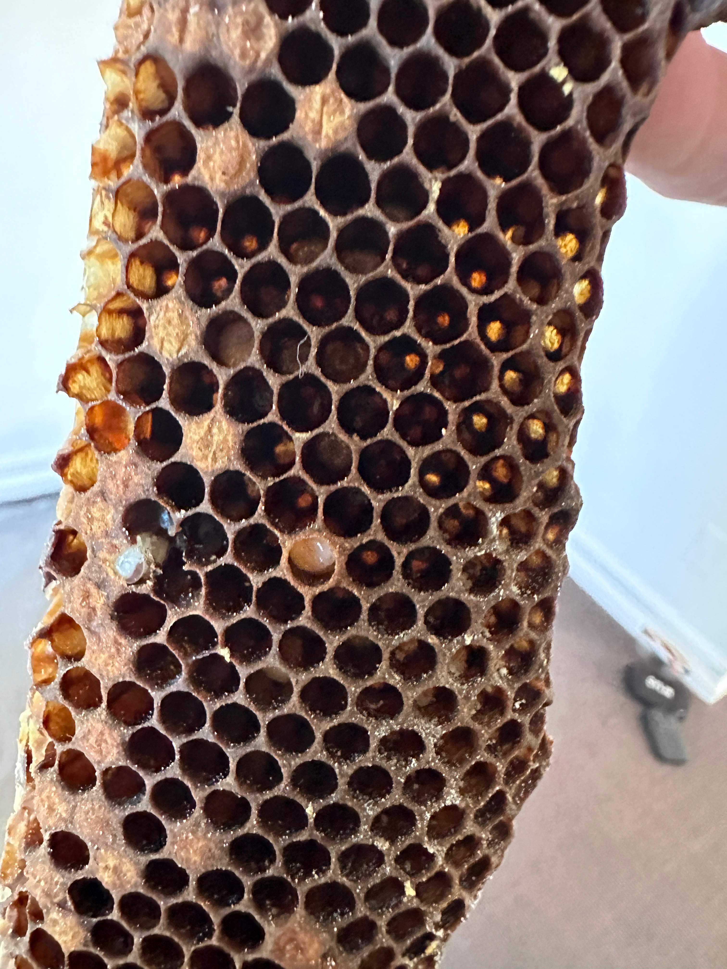 Suicide Swarm by Rockwall Honey Bee Company