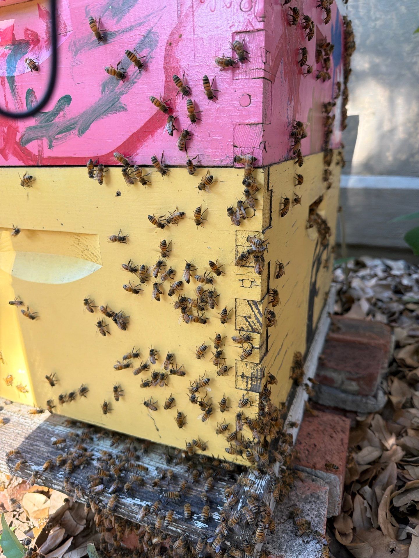 Backyard Survivor Stock by Rockwall Honey Bee Company
