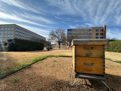 Richdardson Corporate Bees