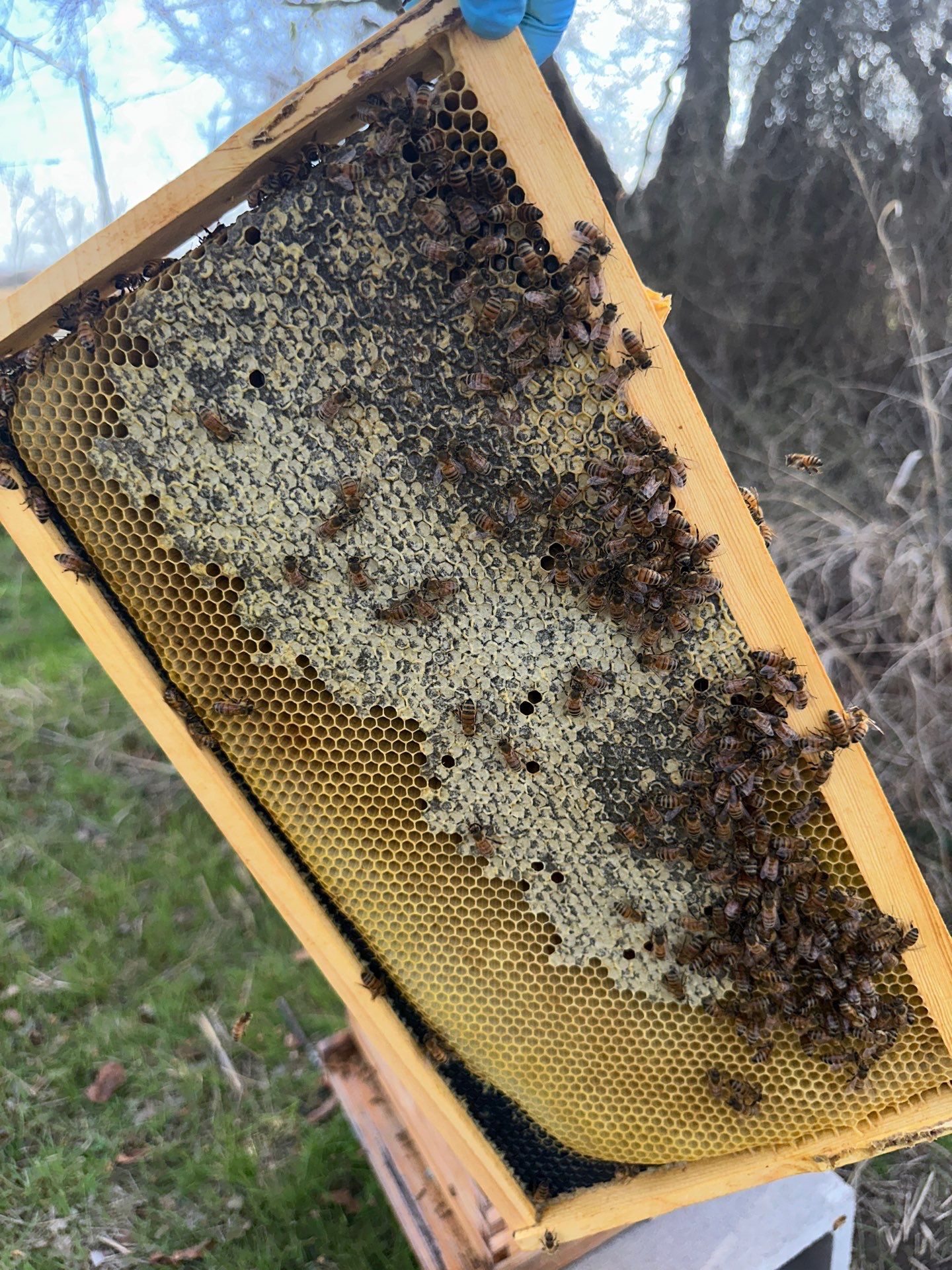 Honey-Maker Apiary in Greenville by Rockwall Honey Bee Company