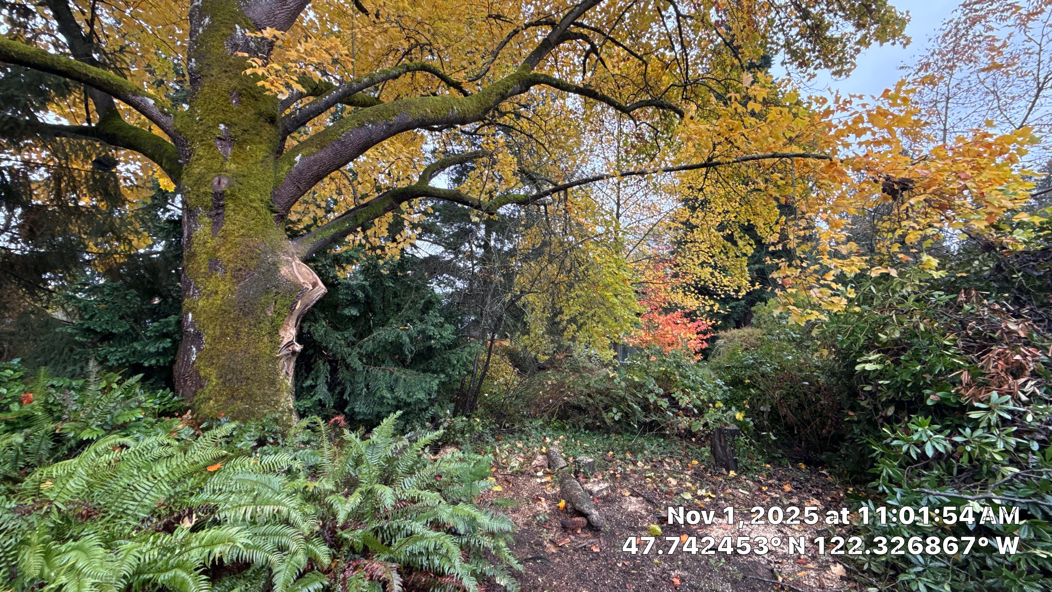 🌳 Emergency Limb Removal – Seattle, WA by Sound Tree Care LLC