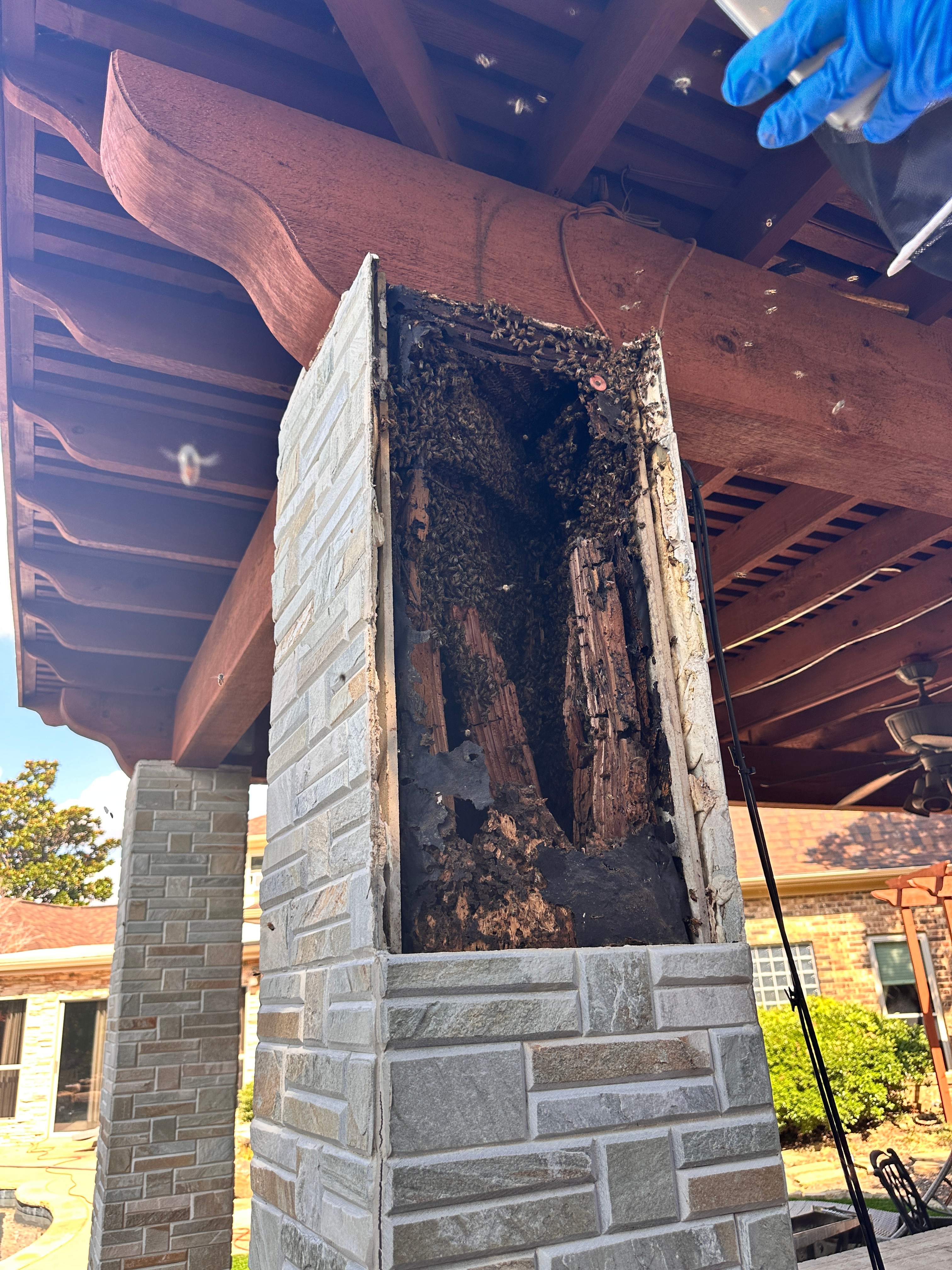 Scary Pergola by Rockwall Honey Bee Company