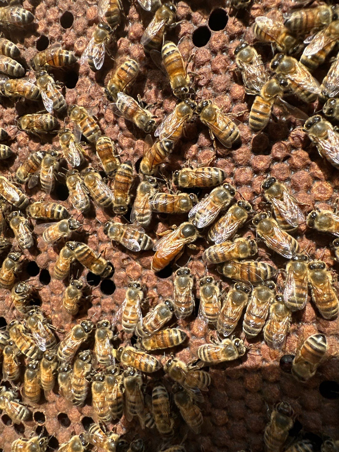 Urban Bees in Richardson by Rockwall Honey Bee Company
