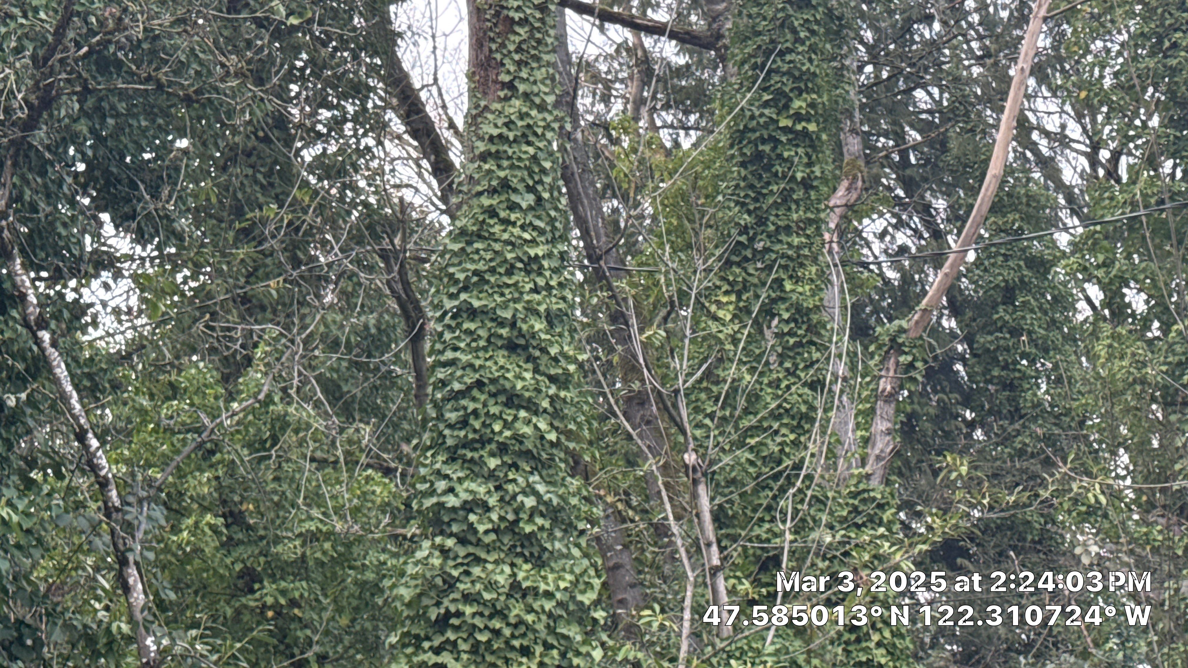 🧾 Arborist Report – Tree Risk & Property Damage Concern in Seattle, WA by Sound Tree Care LLC