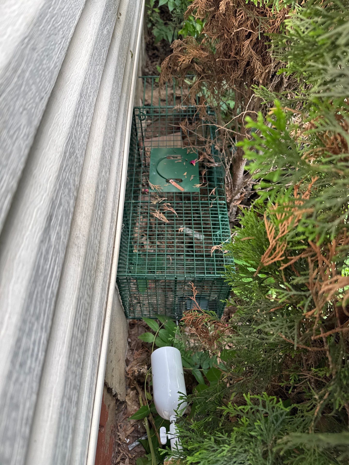 Wildlife trapping of opussum by NYC Extermination LLC