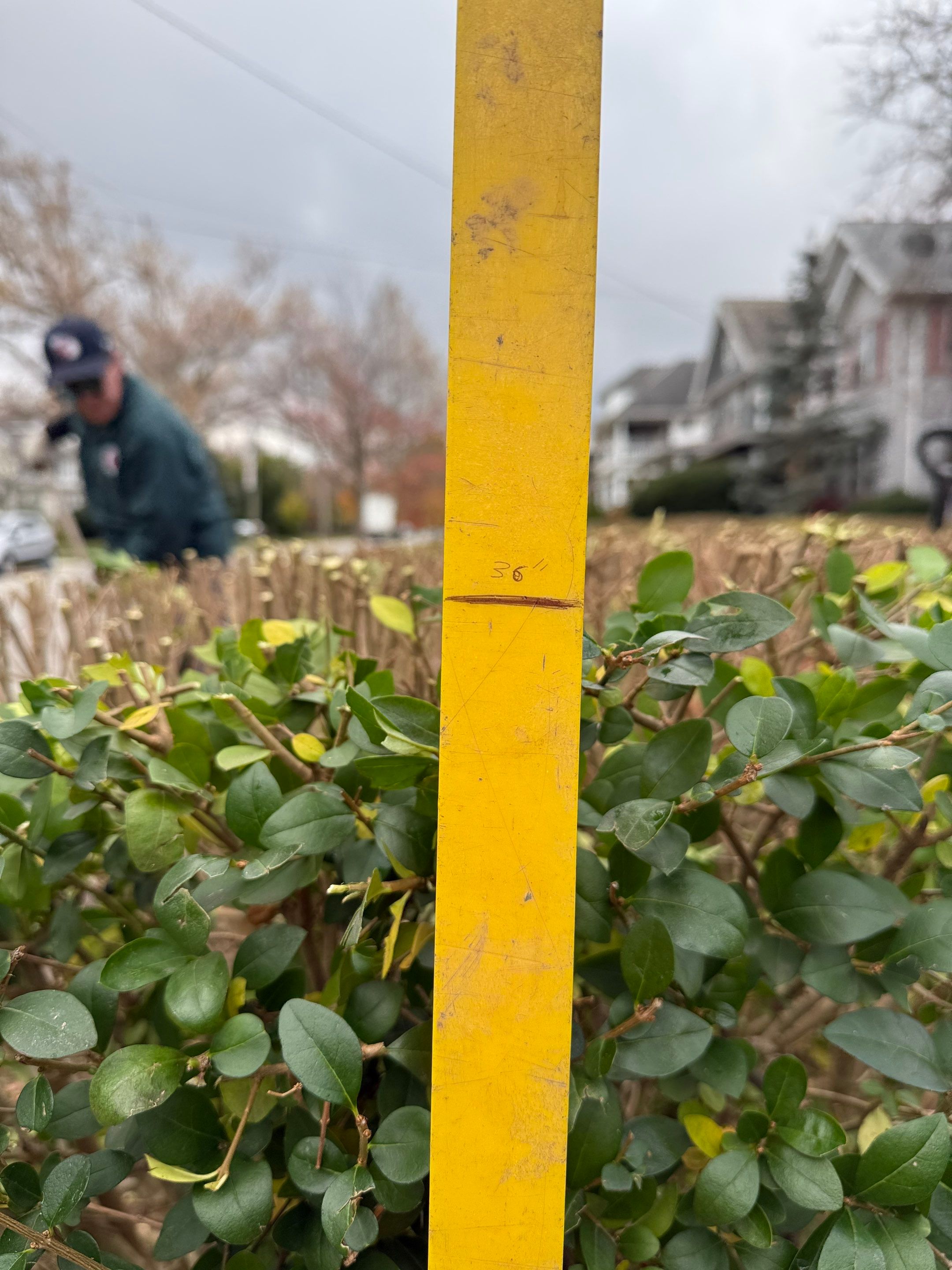 Hedge Shaping Maintenance by Elm Rose Gardens