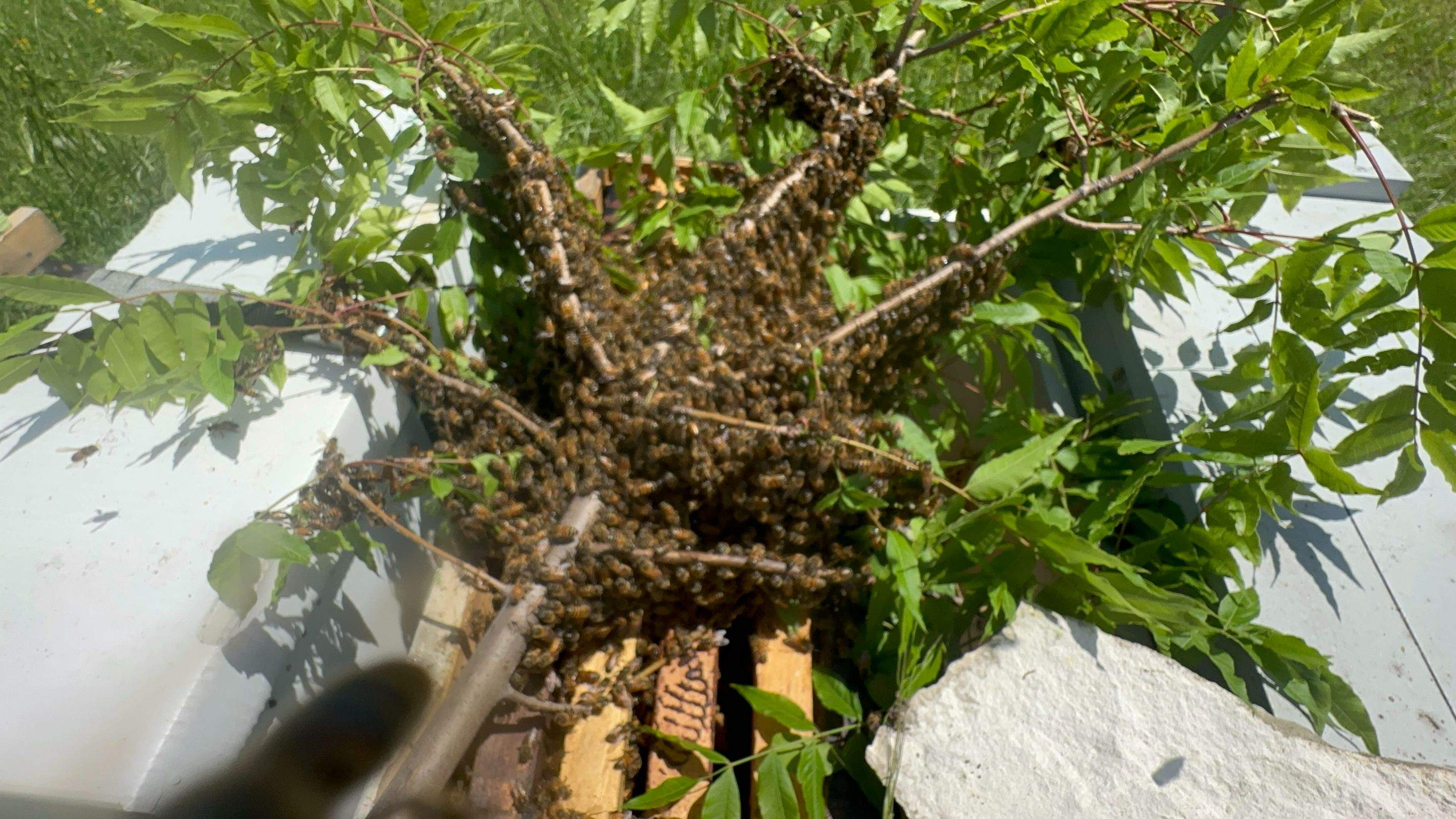 Swarm on a Branch by Rockwall Honey Bee Company