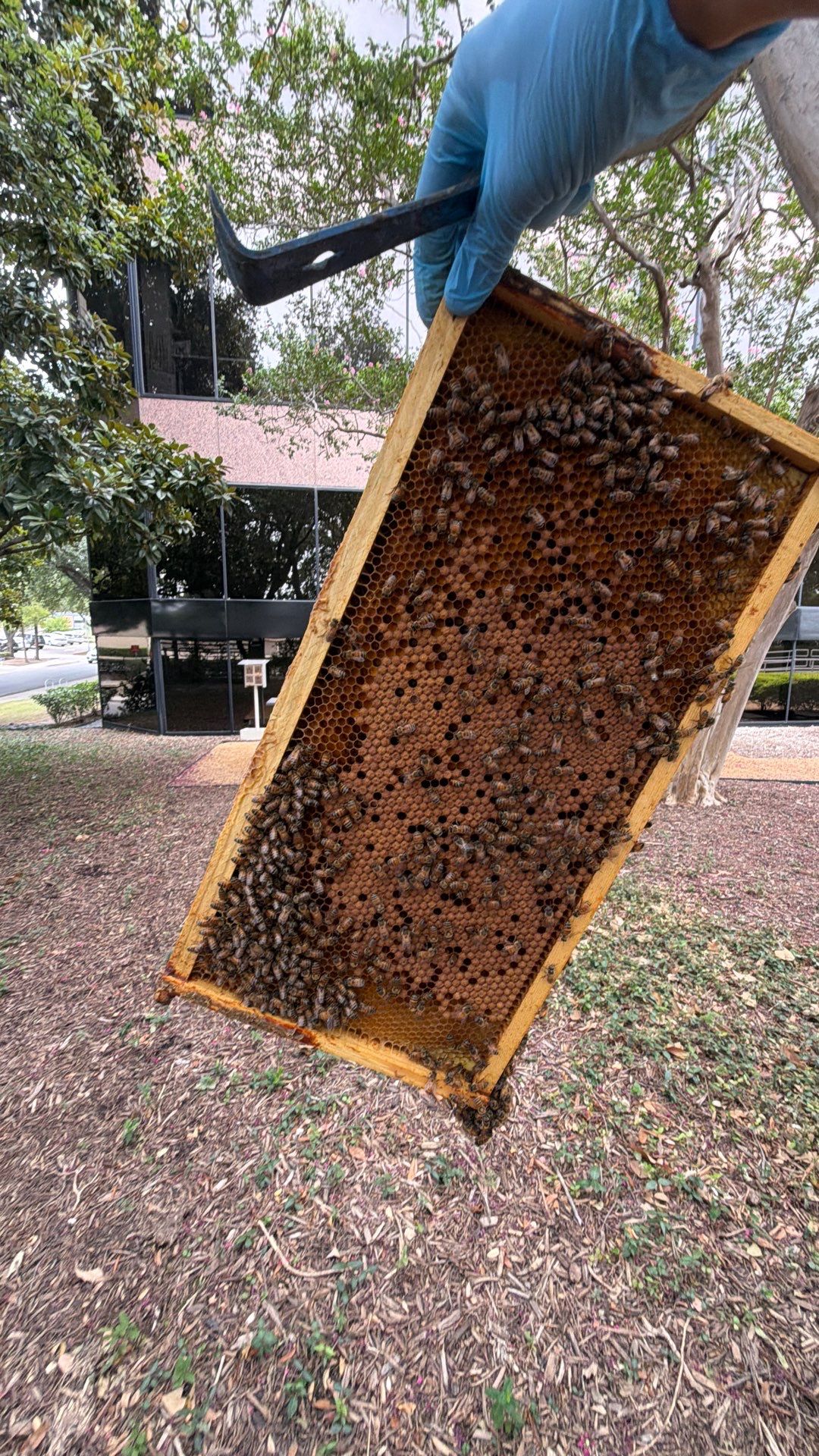 Urban Building Bees by Rockwall Honey Bee Company