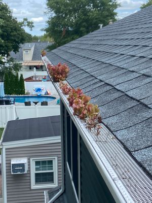 Gutter Cleaning with Screening