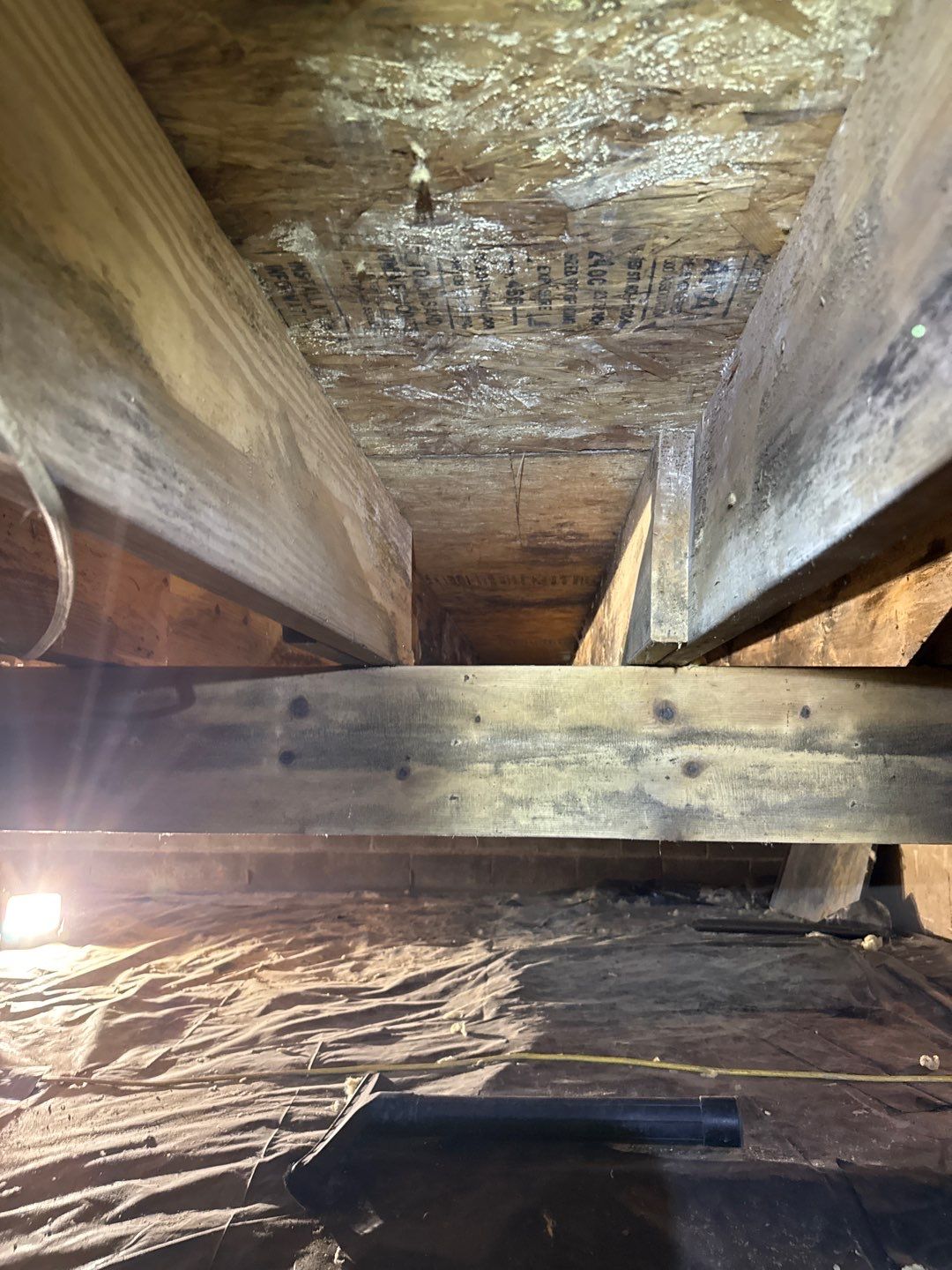 Real Estate Mold Remediation by Healthy Home Solutions