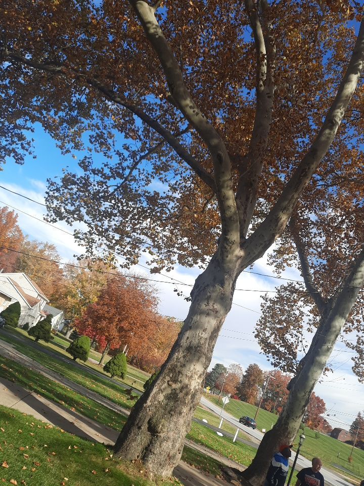 Tree Trimming using Tree Pruing by Mike Jones & Sons Tree Service LLC 