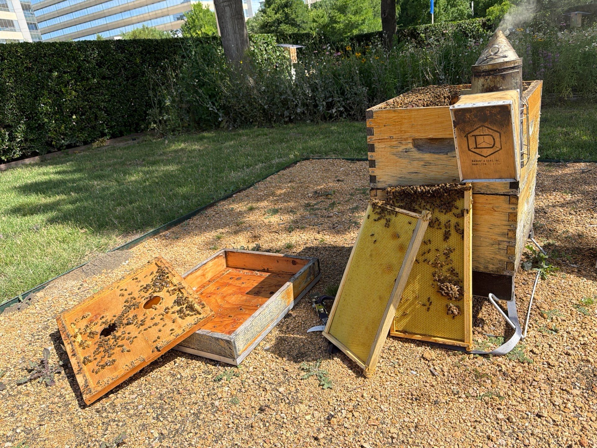 Richdardson Corporate Bees by Rockwall Honey Bee Company