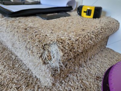 Carpet Repair of Cat Damage in College/Glen