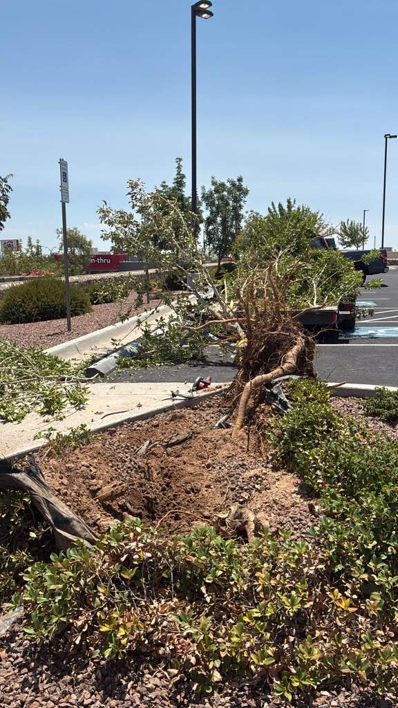 Commercial Job- Tree removal by Castro Brothers Solutions