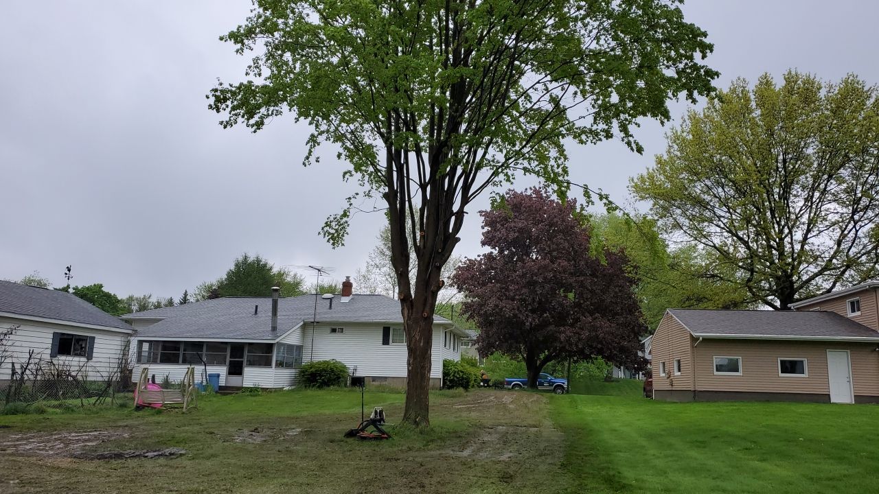 Tree Removal using Tree Removal by Mike Jones & Sons Tree Service LLC 