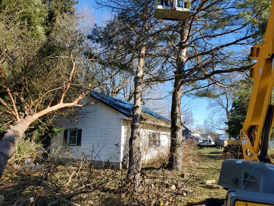 Storm Damaged Tree Removal  using Tree Removal by Mike Jones & Sons Tree Service LLC 