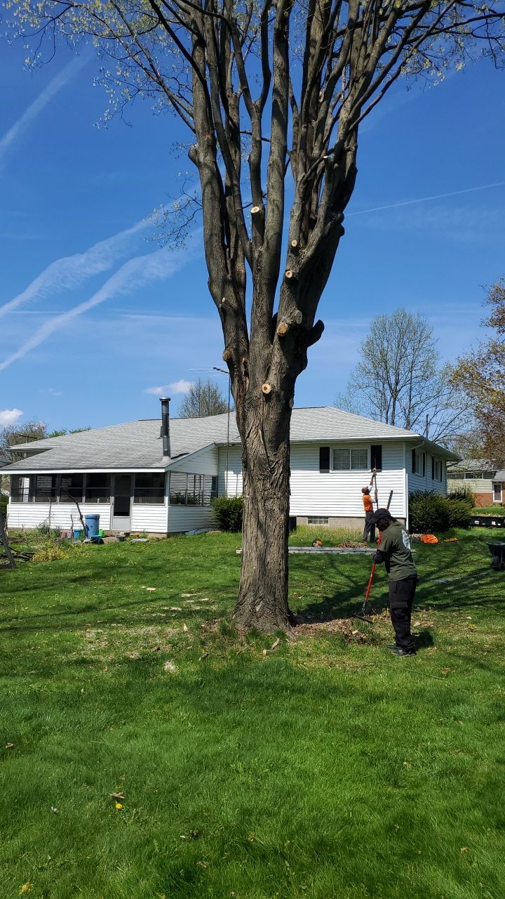 Tree Removal using Tree Removal by Mike Jones & Sons Tree Service LLC 