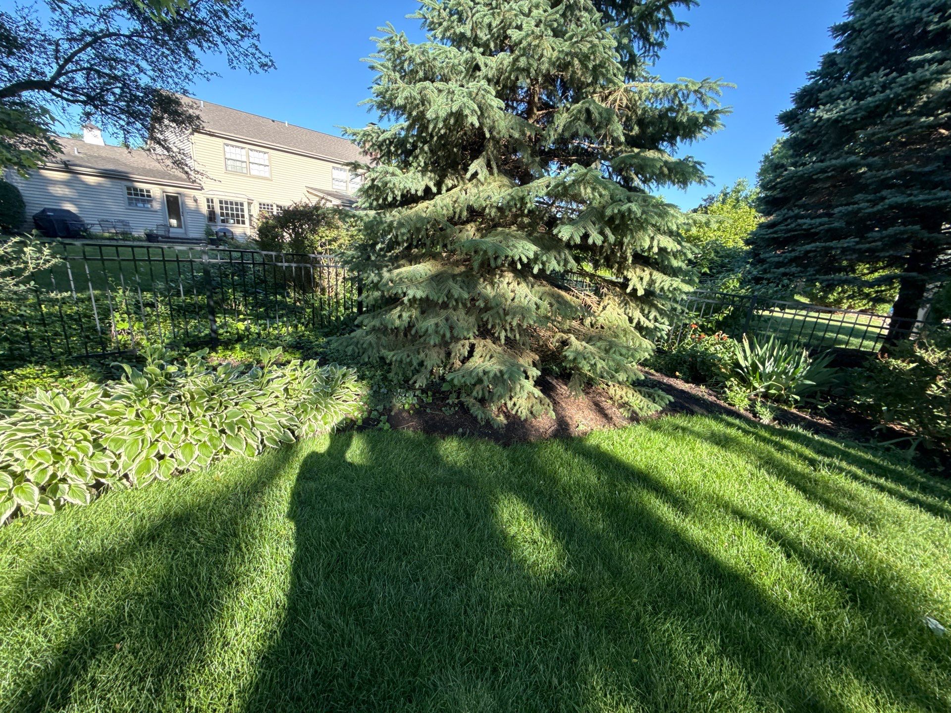 Lesley D. - Arlington Heights, IL by A&N 