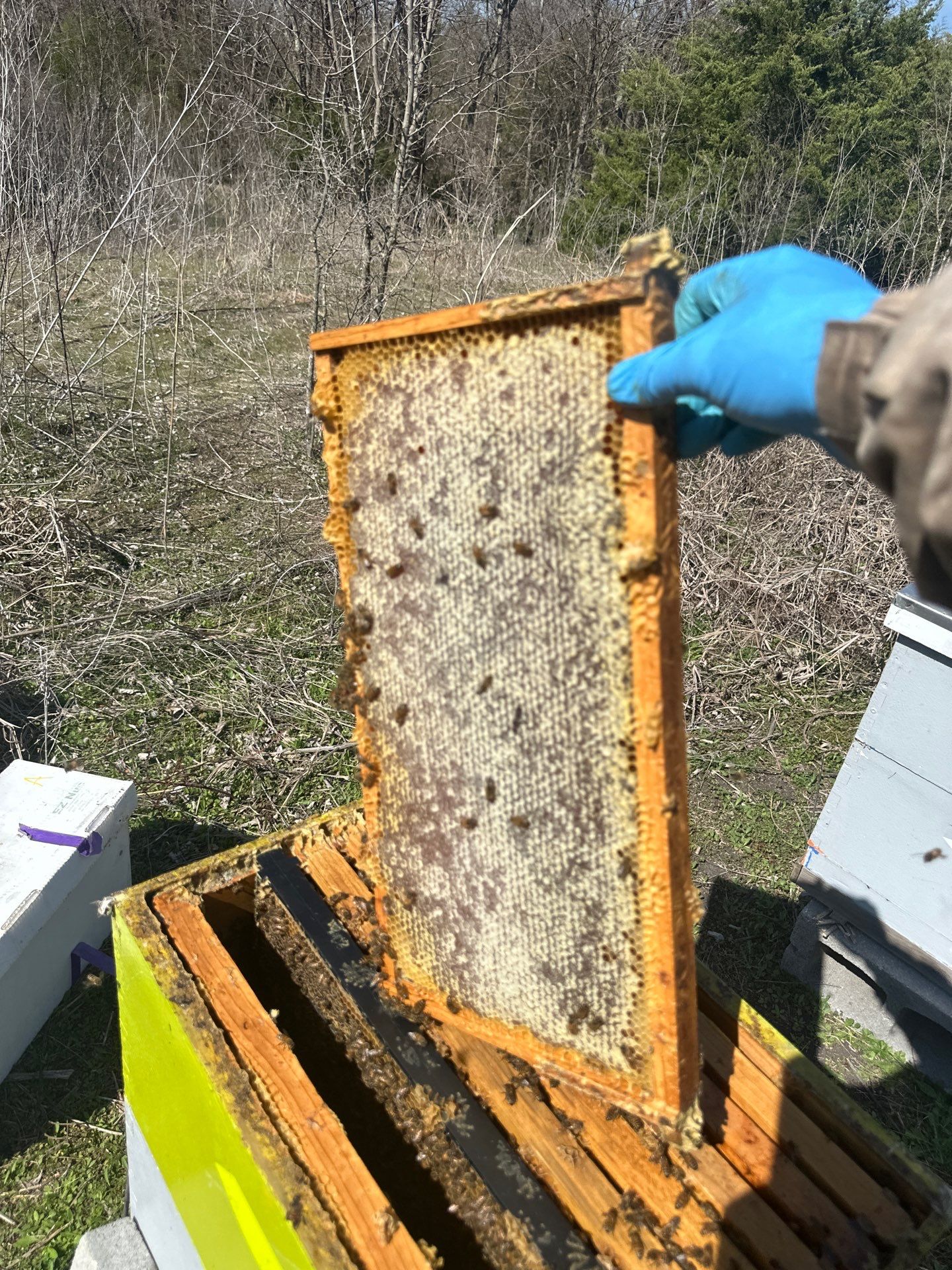 Ag. Exemption in Fate, TX by Rockwall Honey Bee Company