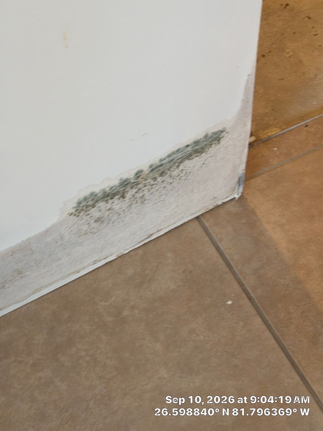 Fort Myers Water Damage Restoration and Professional Mold Remediation by Microscope