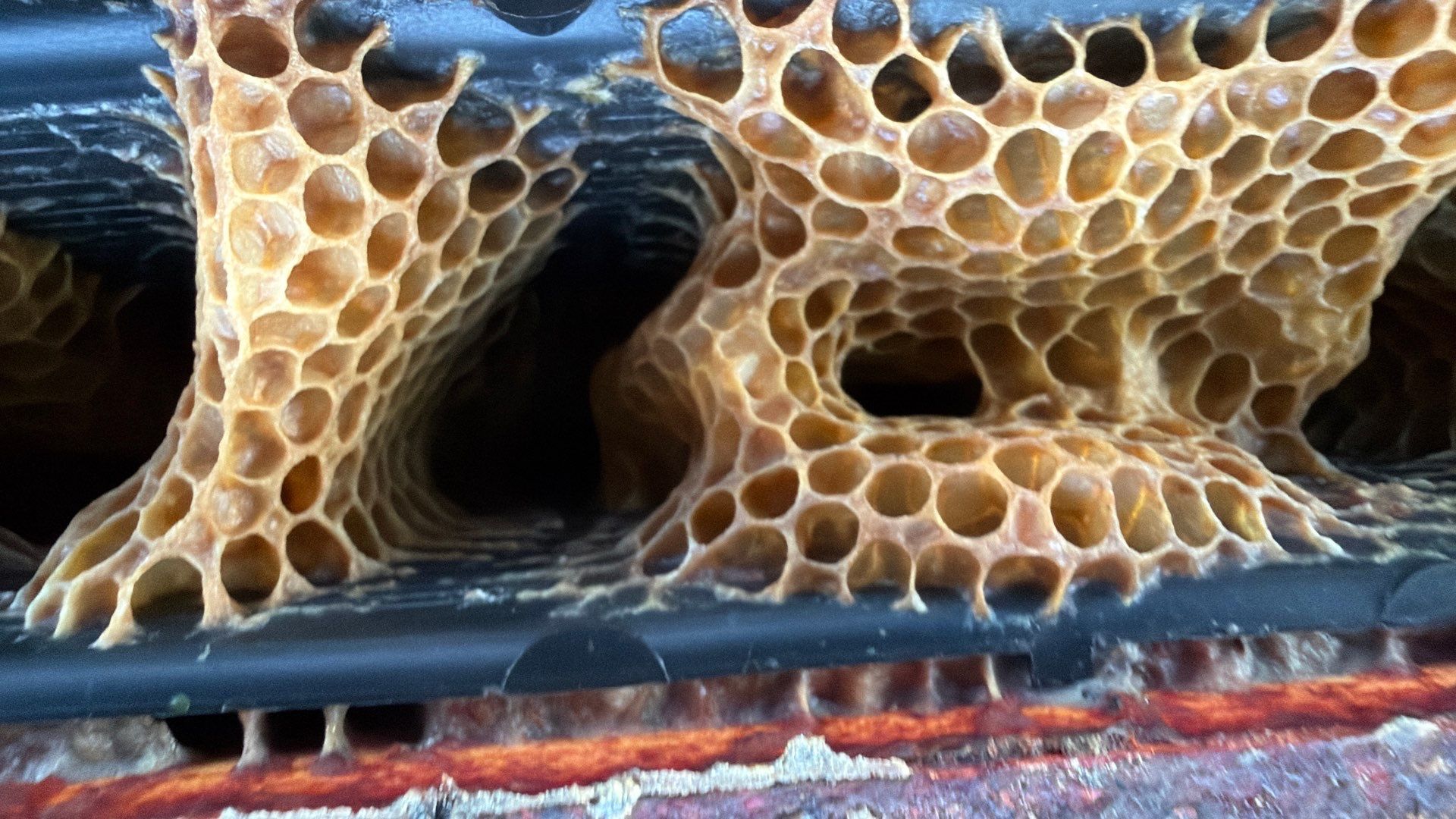 Flood Culvert Bees by Rockwall Honey Bee Company