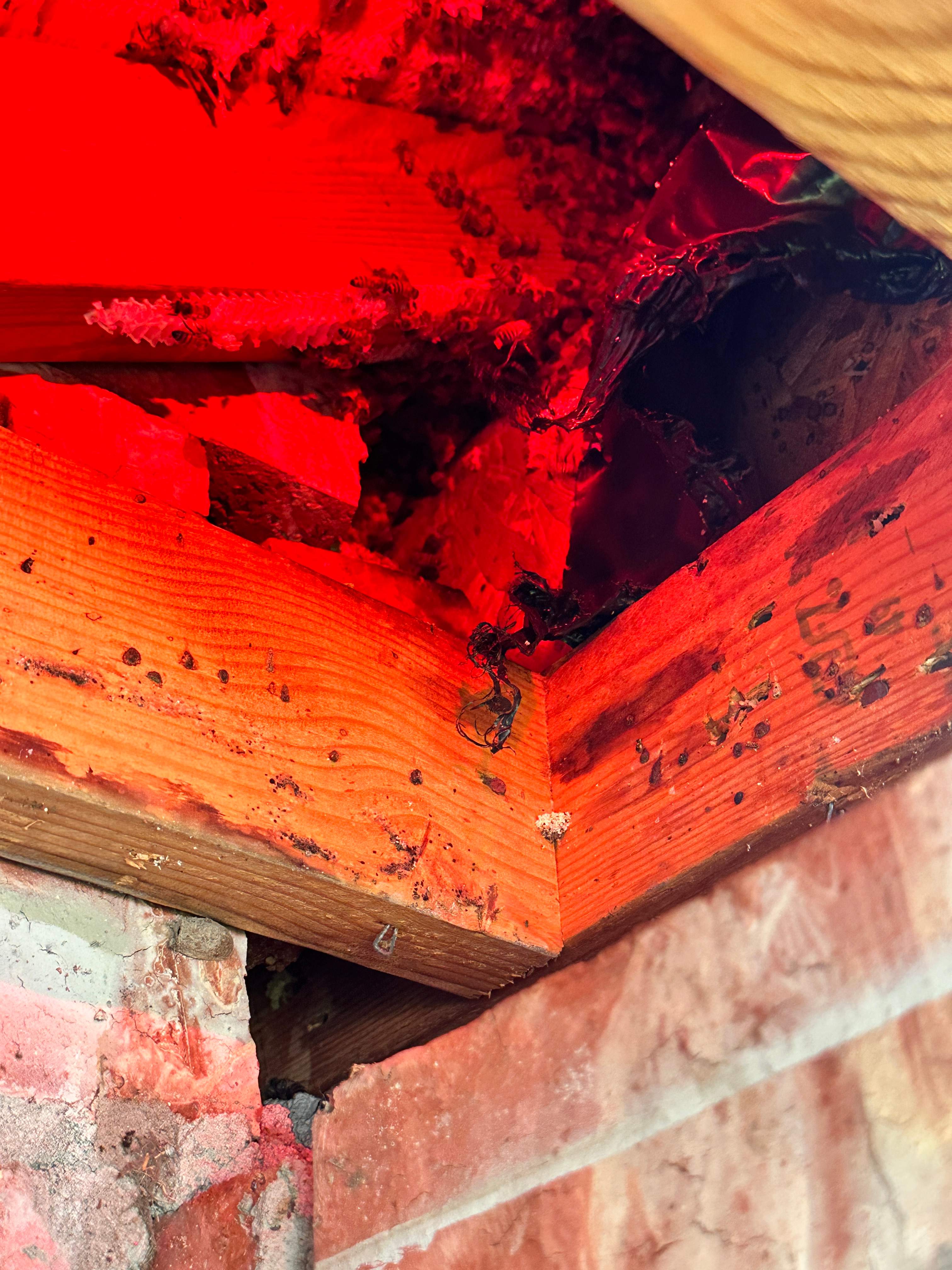 Yes, Professor. by Rockwall Honey Bee Company