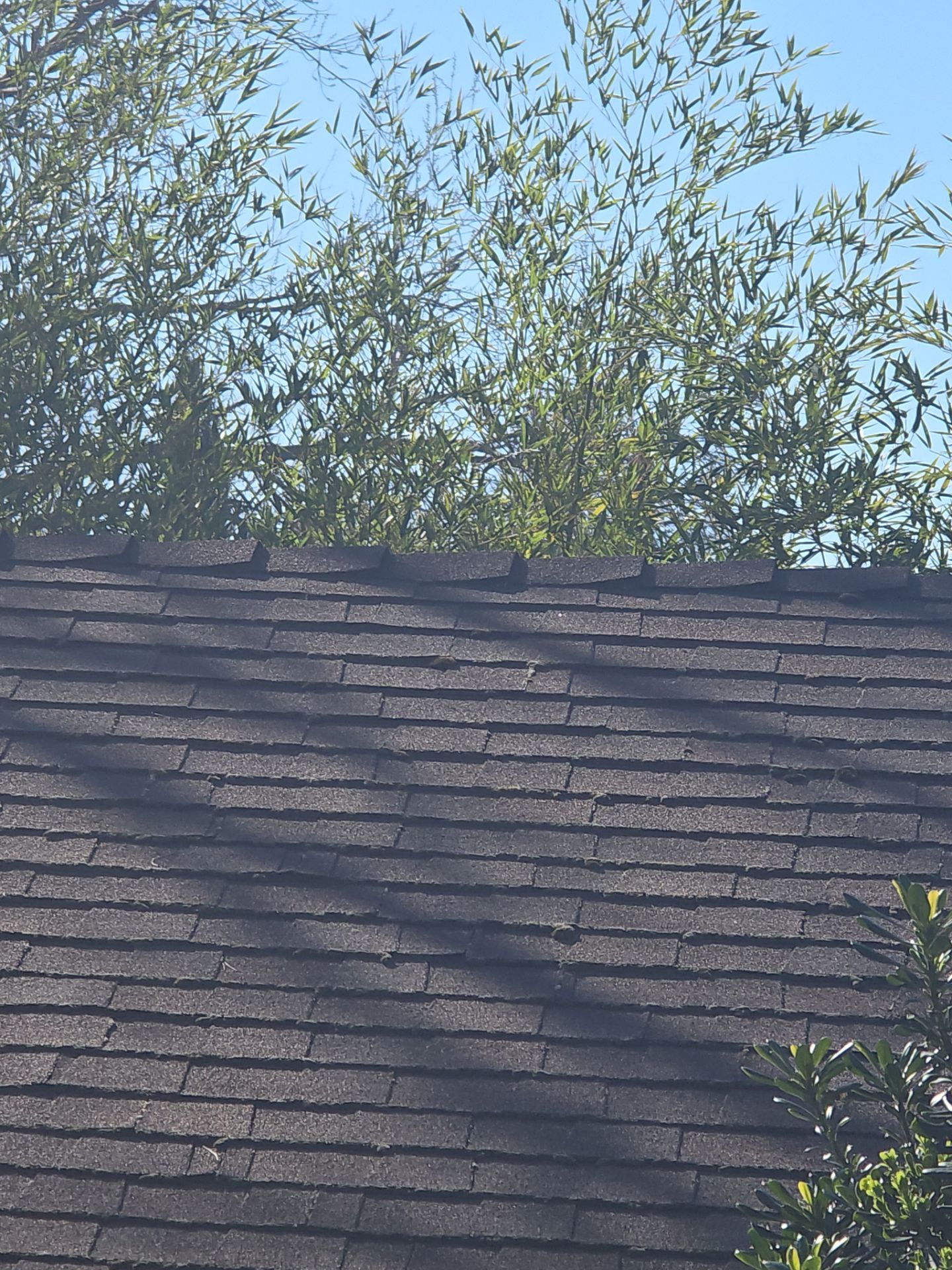 Roof Rejuvenation using Roof Maxx Treatment by Roof Maxx of Folsom