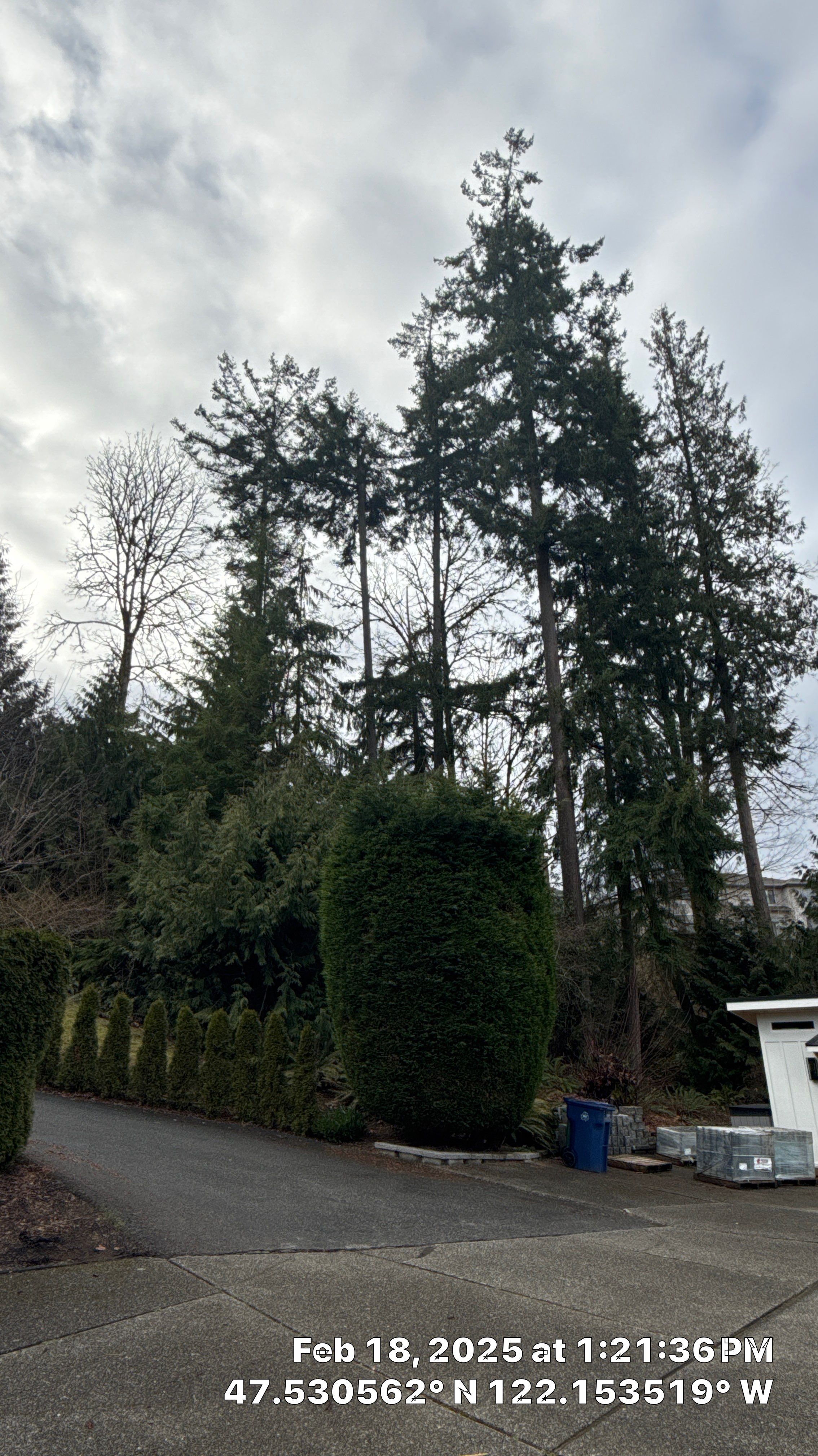🌲 Newcastle HOA Arborist Report by Sound Tree Care LLC