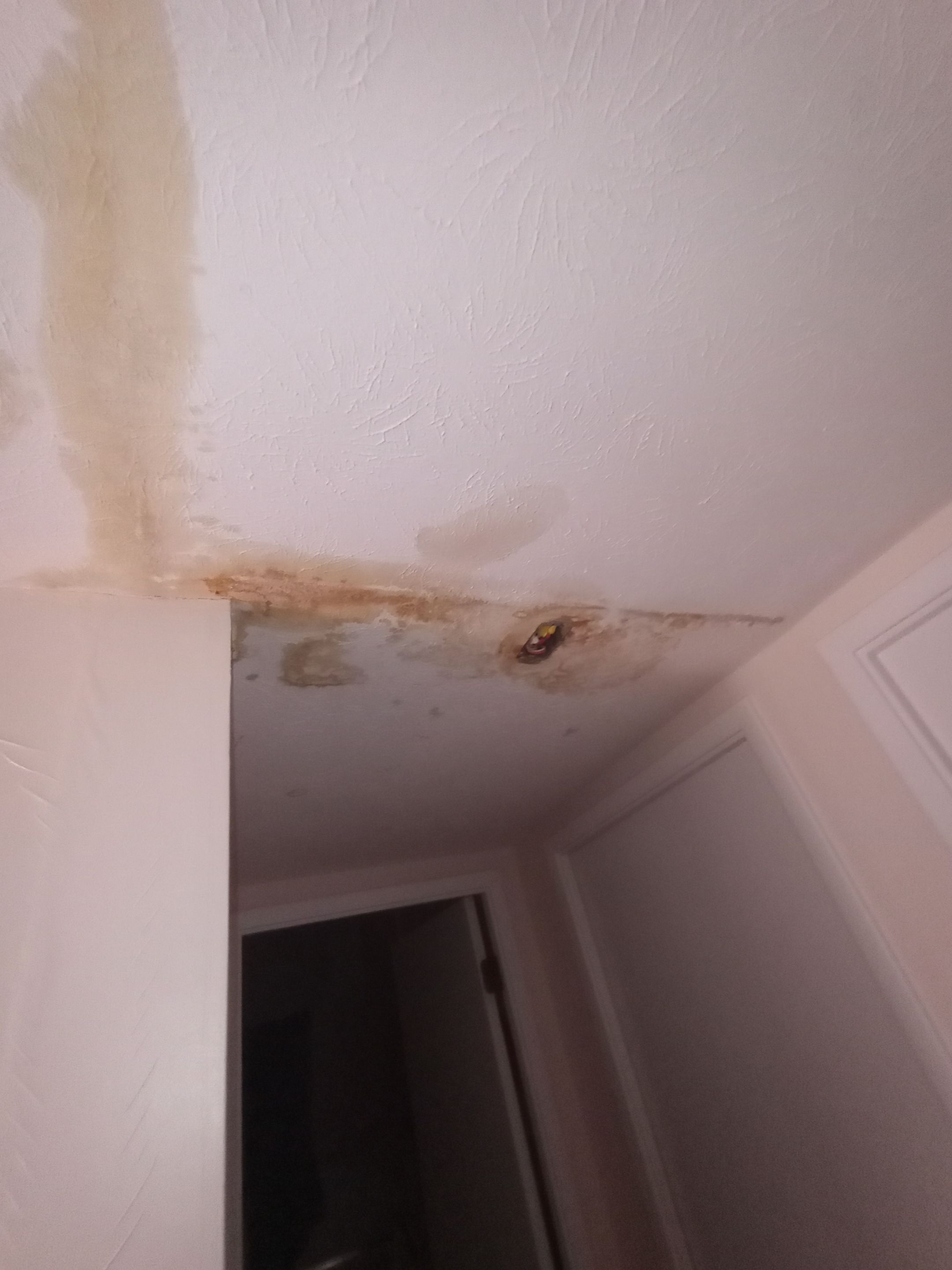 Small Mold Remediation from a past Roof Leak by ANR Restoration