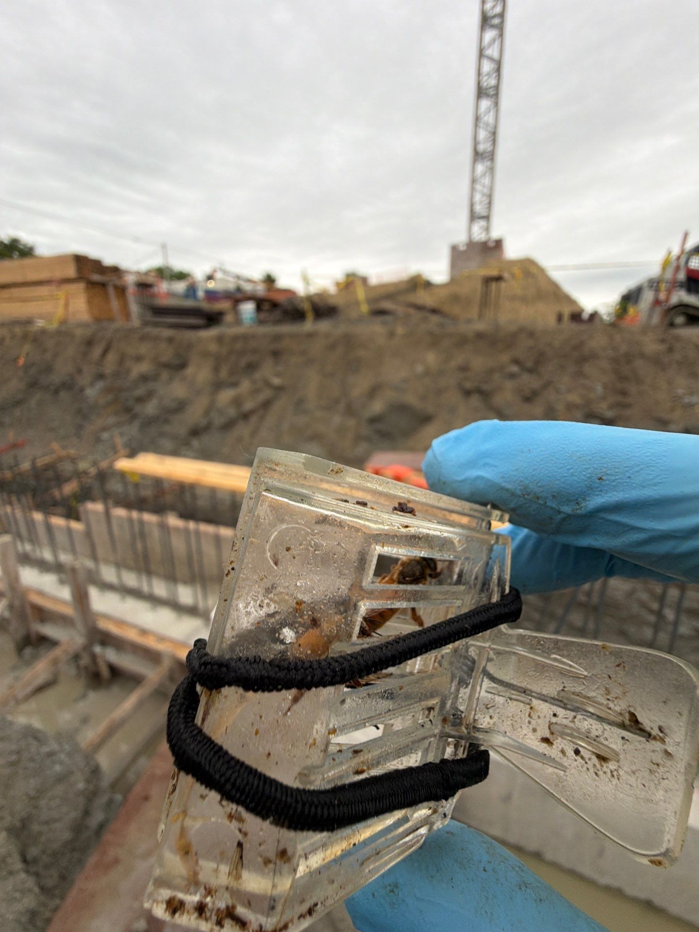 Rockwall Swarm: Downtown Construction Site by Rockwall Honey Bee Company