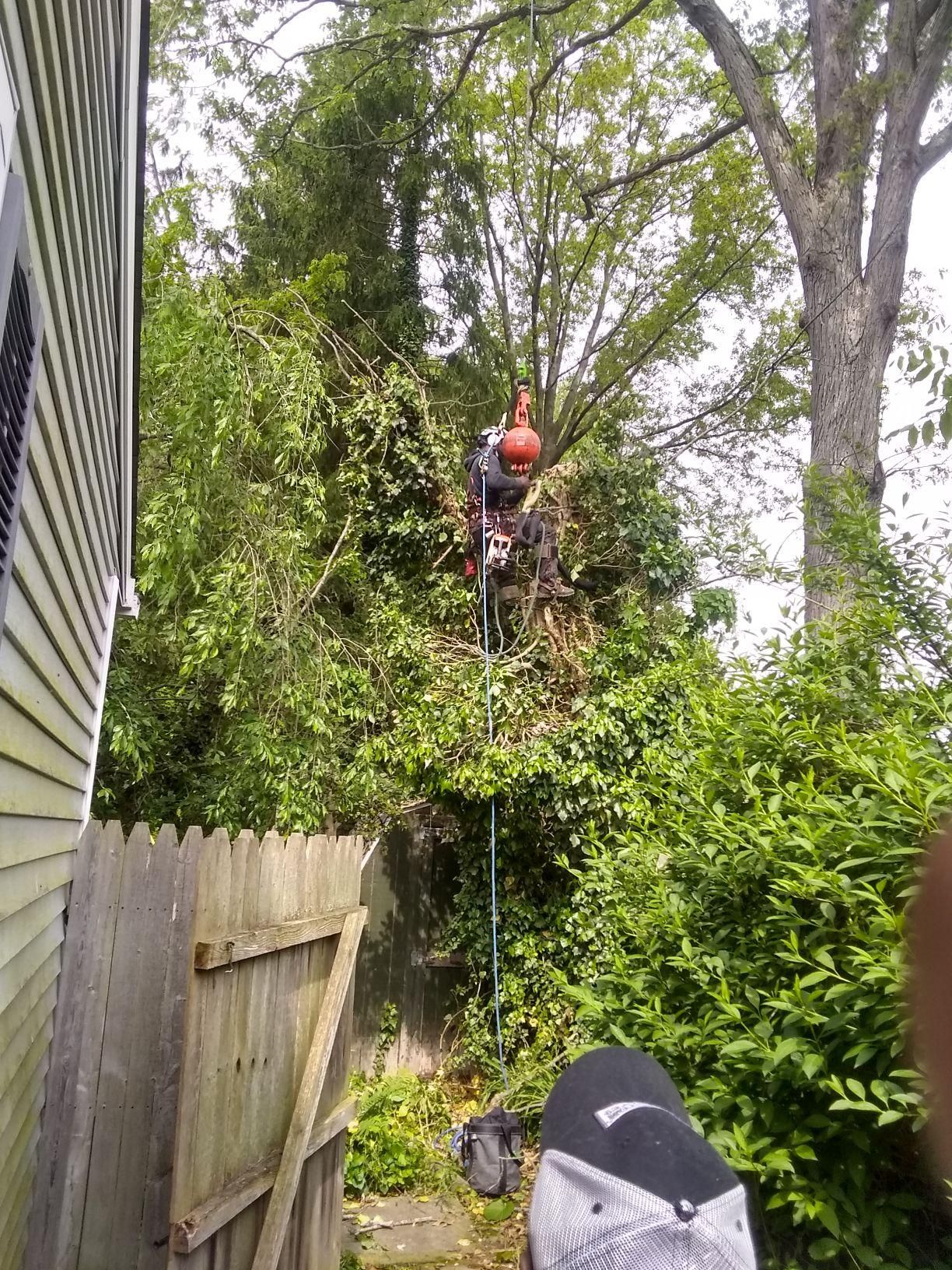 Tree Removal using Tree Removal by Mike Jones & Sons Tree Service LLC 