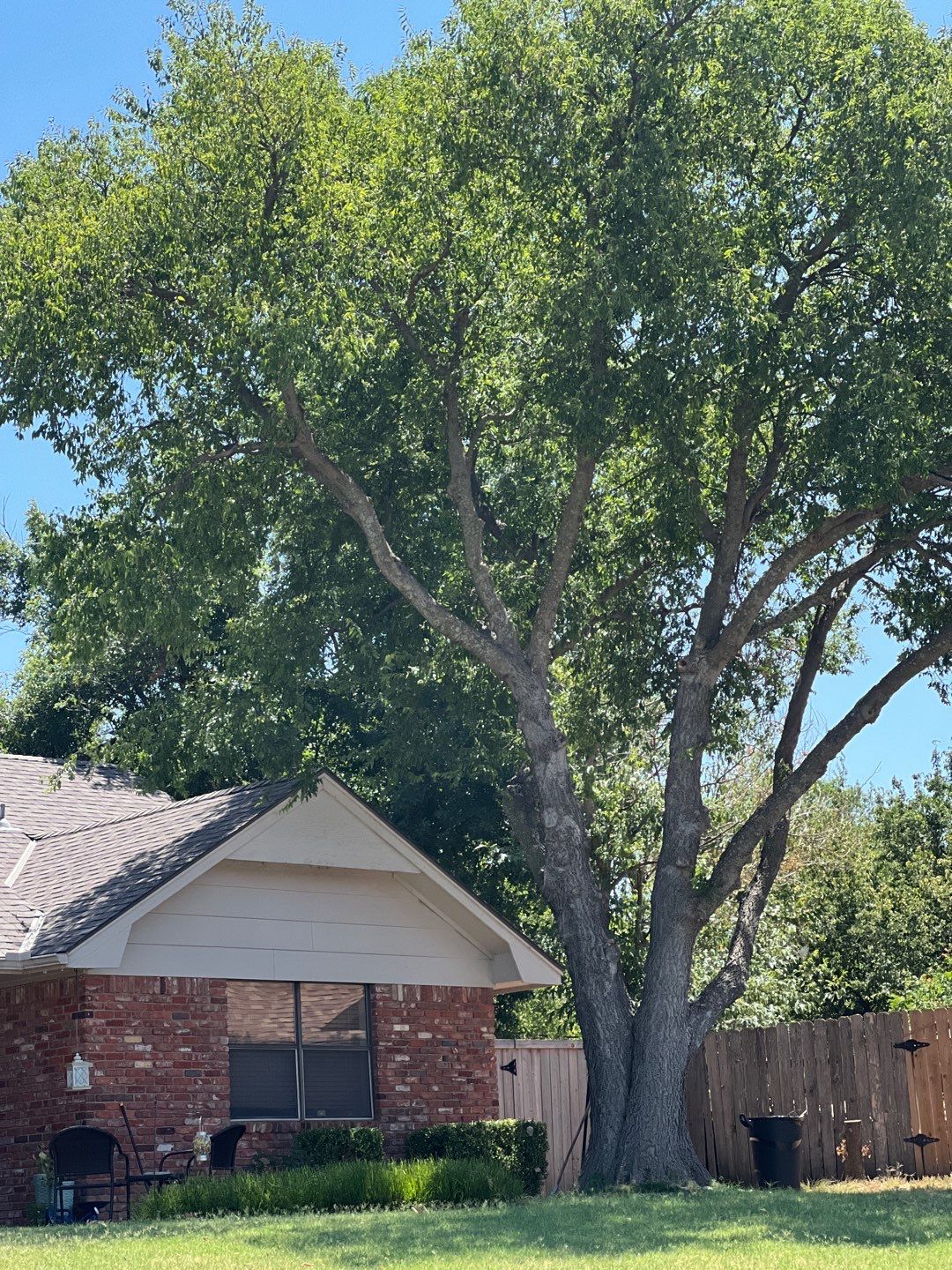 Tree Removals by Clays Services Inc