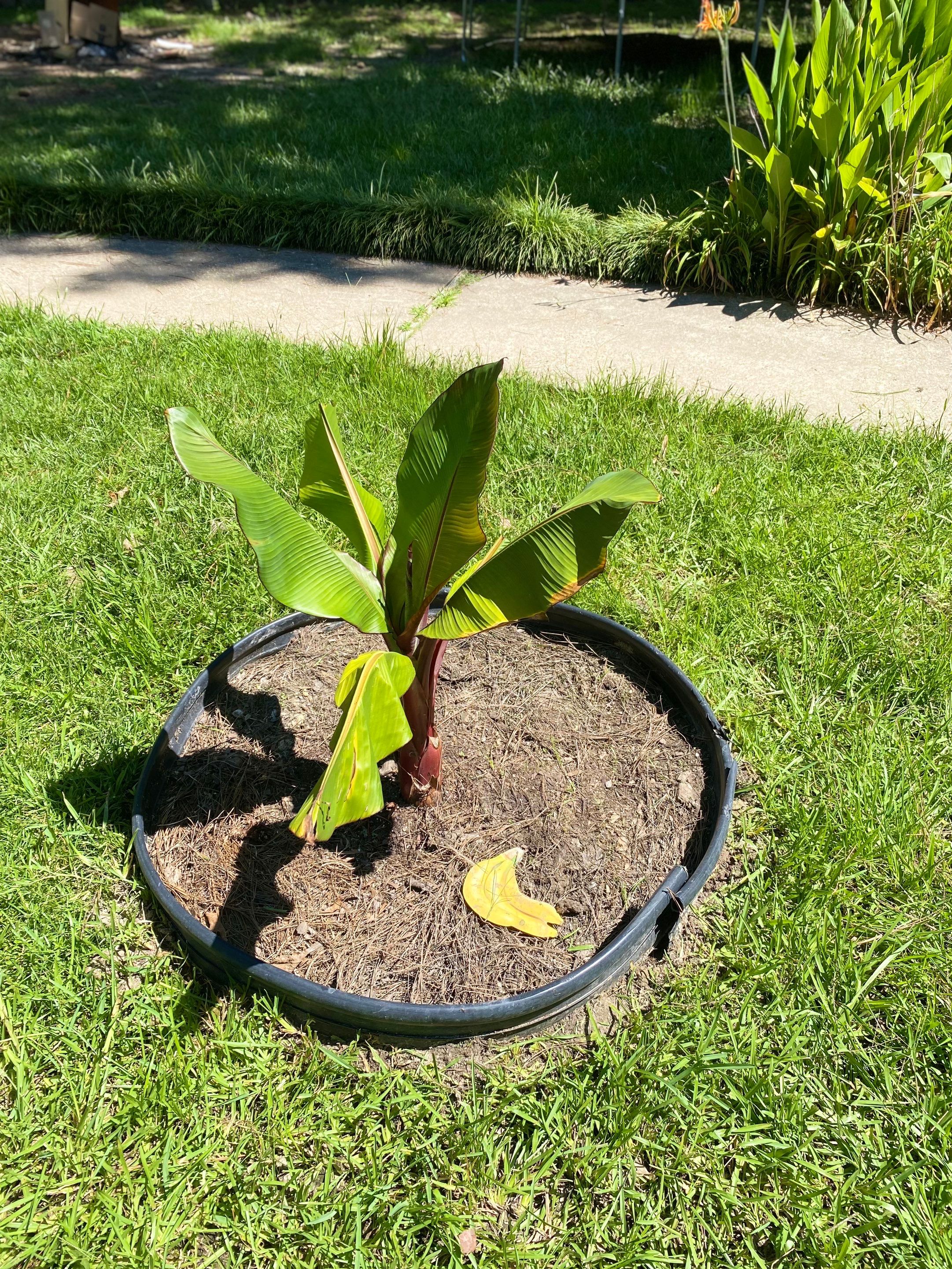 Weekly Landscaping  by College Bros Outdoor services