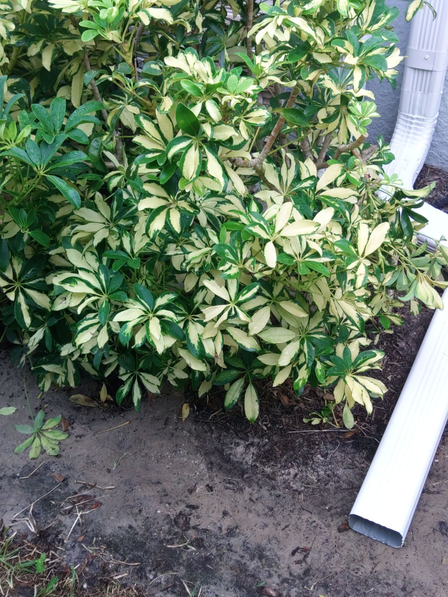 Gutter Repair & Replacement in Fort Myers FL by Gutter Professors