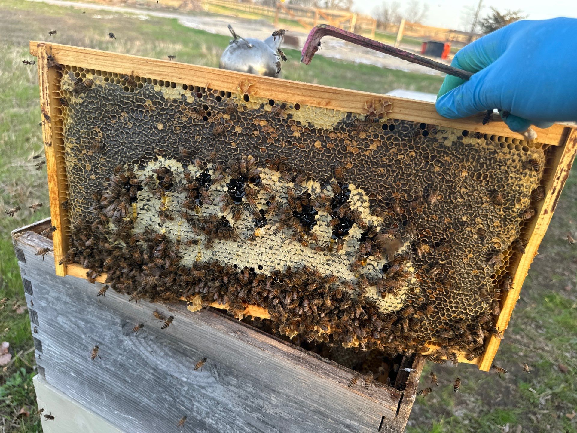 Honey-Maker Apiary in Greenville by Rockwall Honey Bee Company