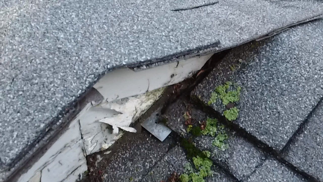 Soffit- End Squirrel entry by Abra Kadabra Pest And Wildlife 