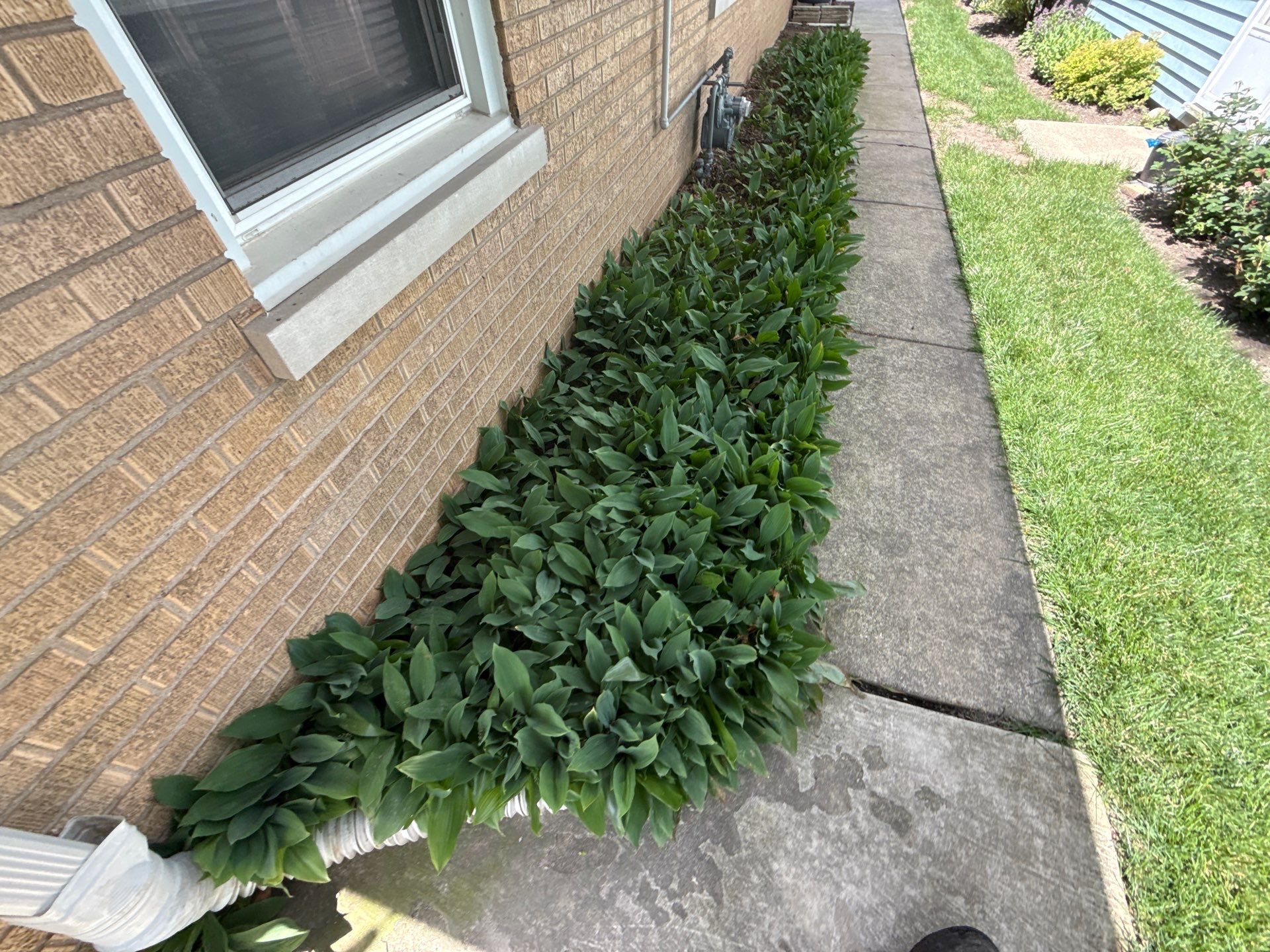 Cheris B. - Mount Prospect, IL by A&N 