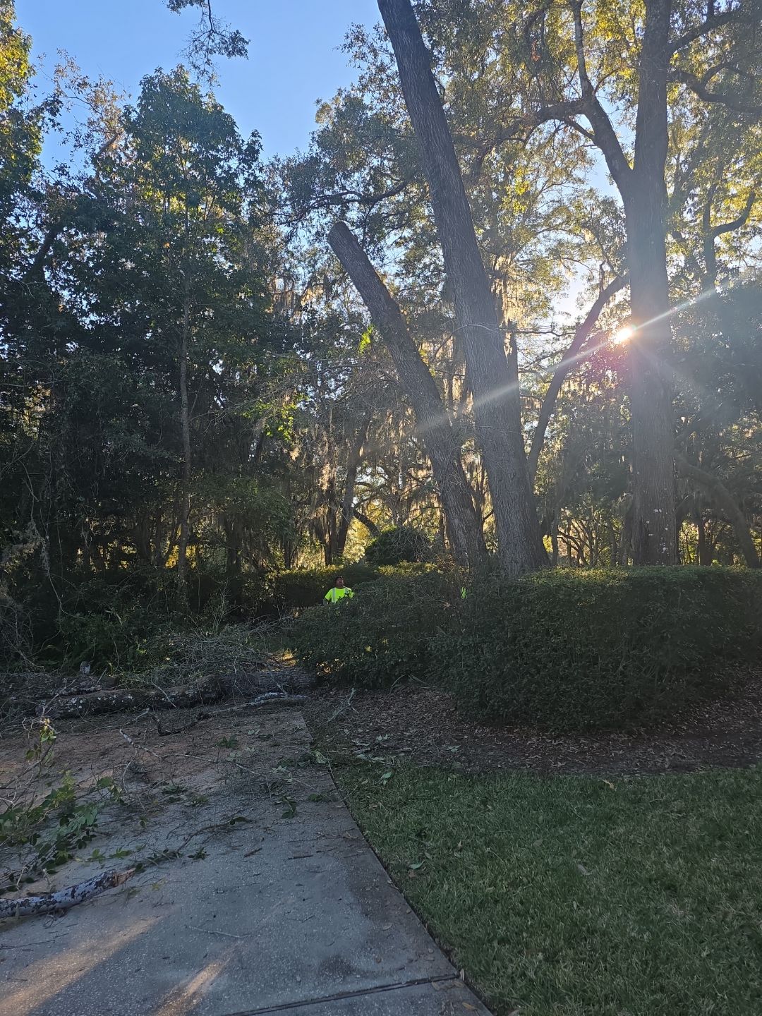 Deerwood Resident | Tree Removal & Trimming by ProGreen Services