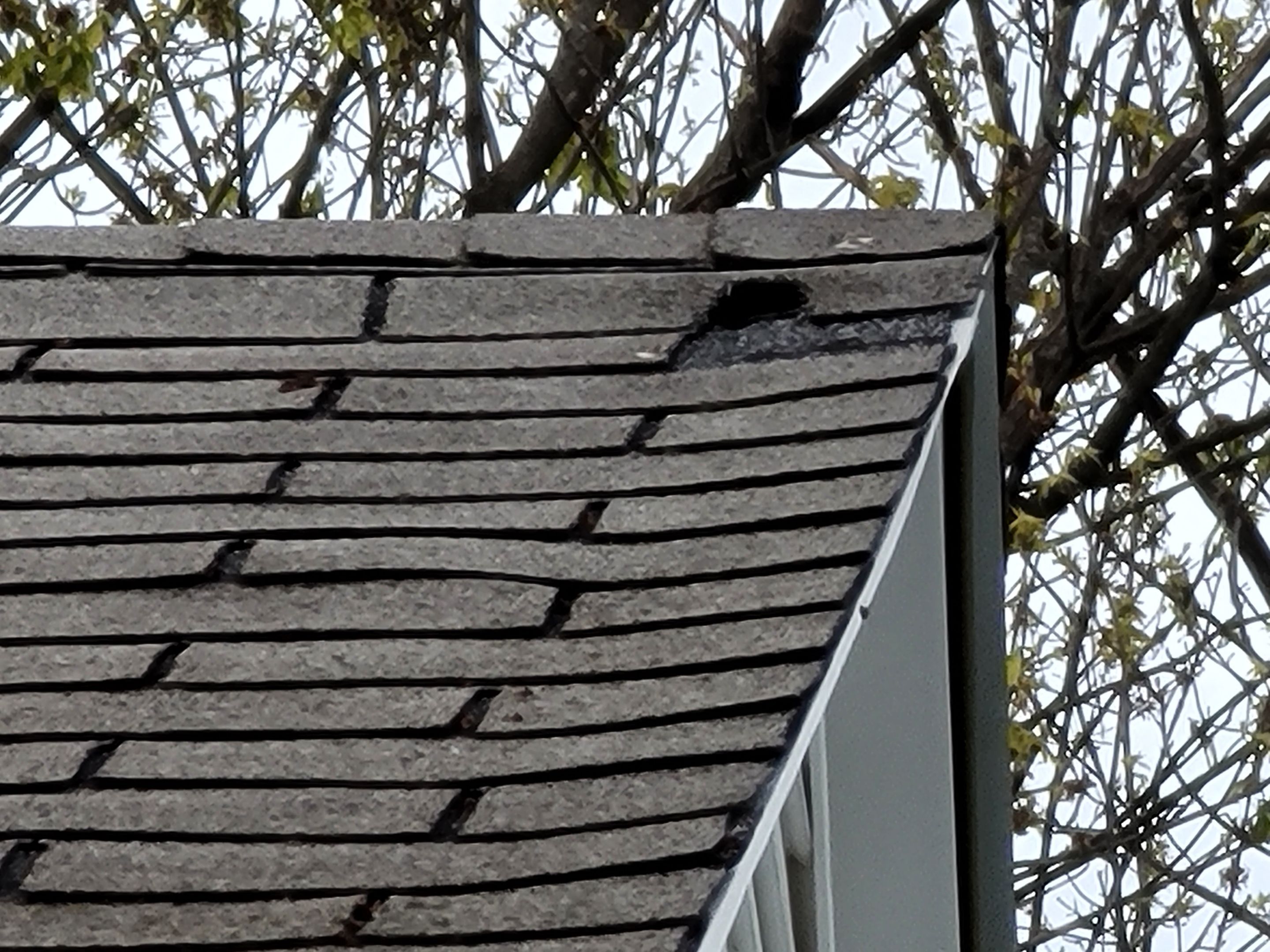 ATLAS PINNACLE SCOTCHGARD COLOR: PEWTER DRIP EDGE: BLACK by Eagle Eye Roofing