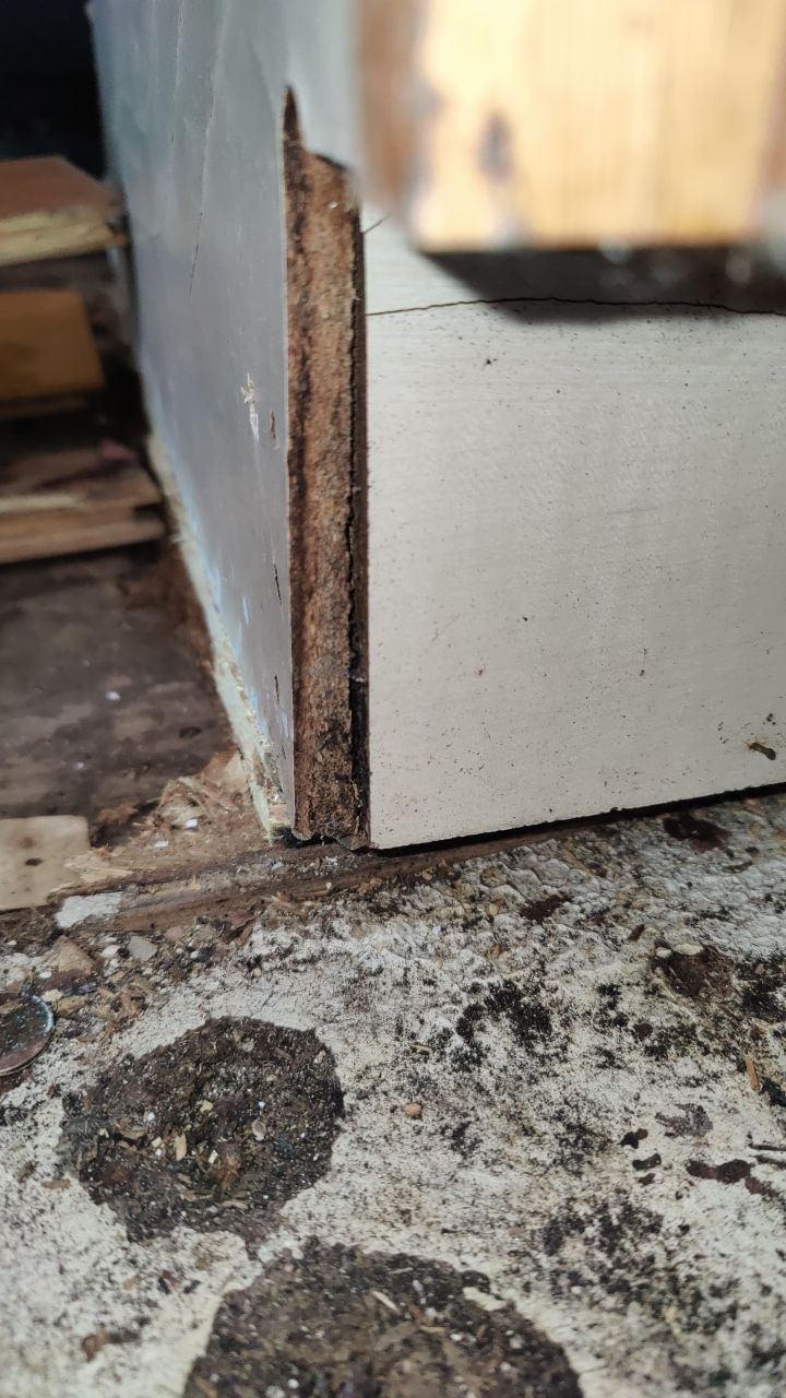 Mold Damage by Accountable Home Services