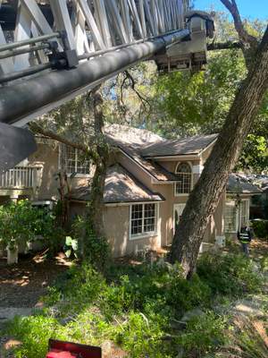 Tree Trimming | Hidden Hills