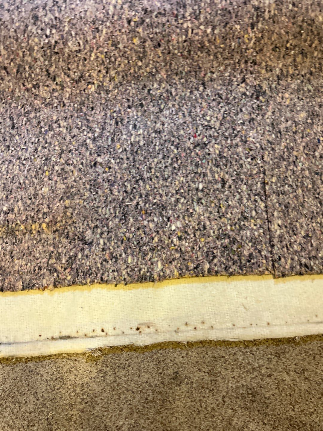 Mold Damage Project in Thornton by Accountable Home Services