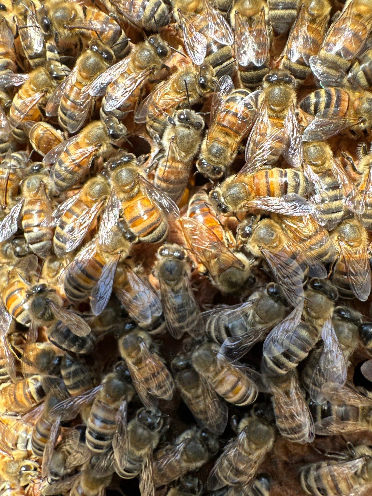 Tucked Away on McKinney Ave by Rockwall Honey Bee Company